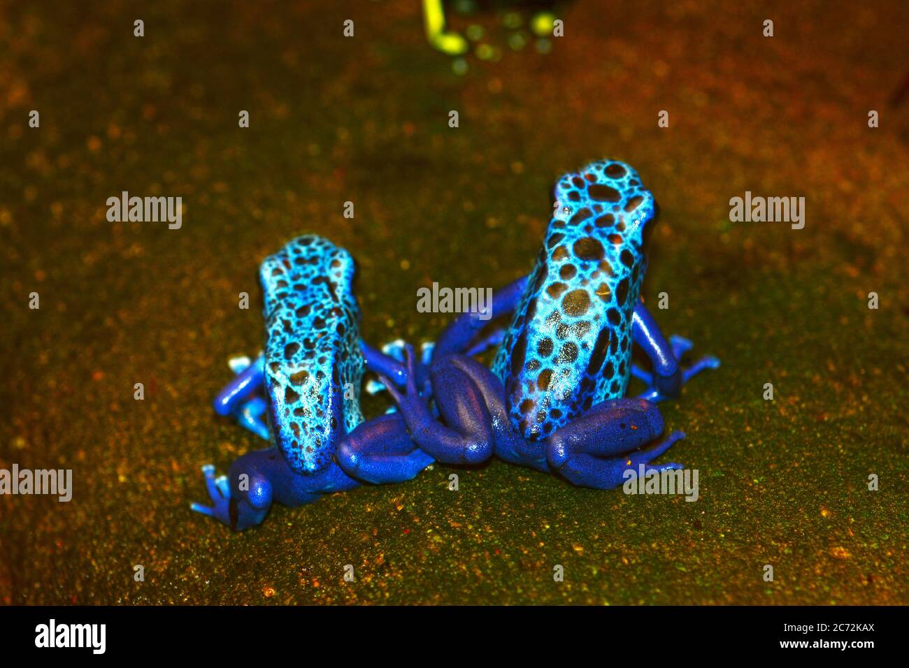 Blue poison dart frog Stock Photo