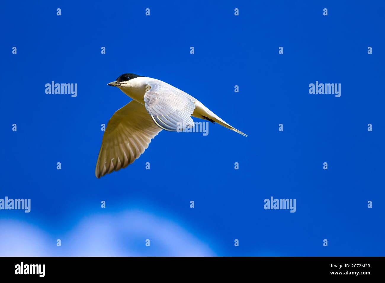 Blue bird flying free freedom hi-res stock photography and images - Alamy