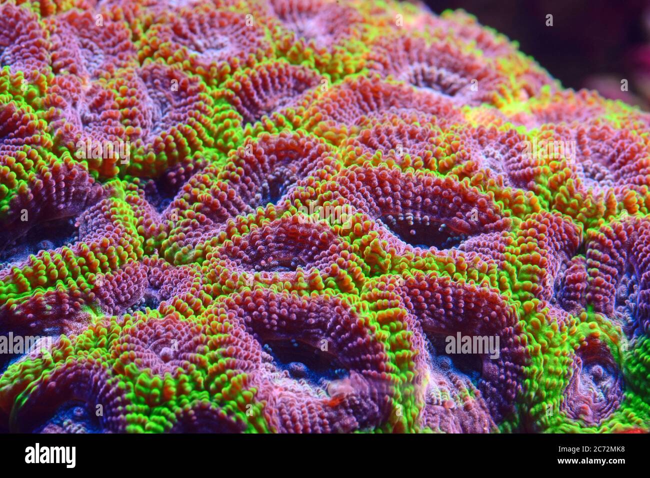 Colorful coral underwater Stock Photo - Alamy