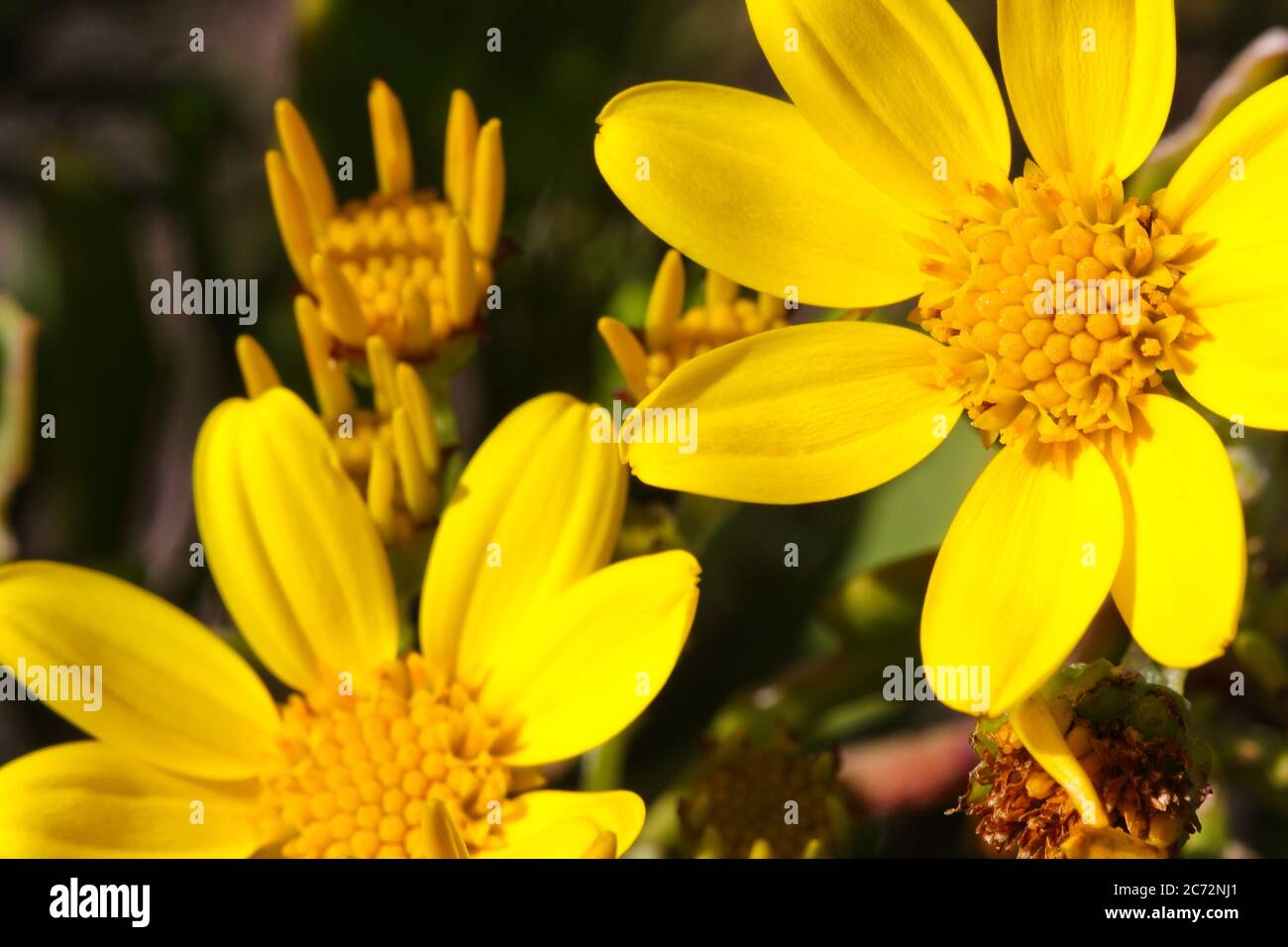 Bright Yellow Sea Ragwort Flowers (Senecio maritimus) Stock Photo