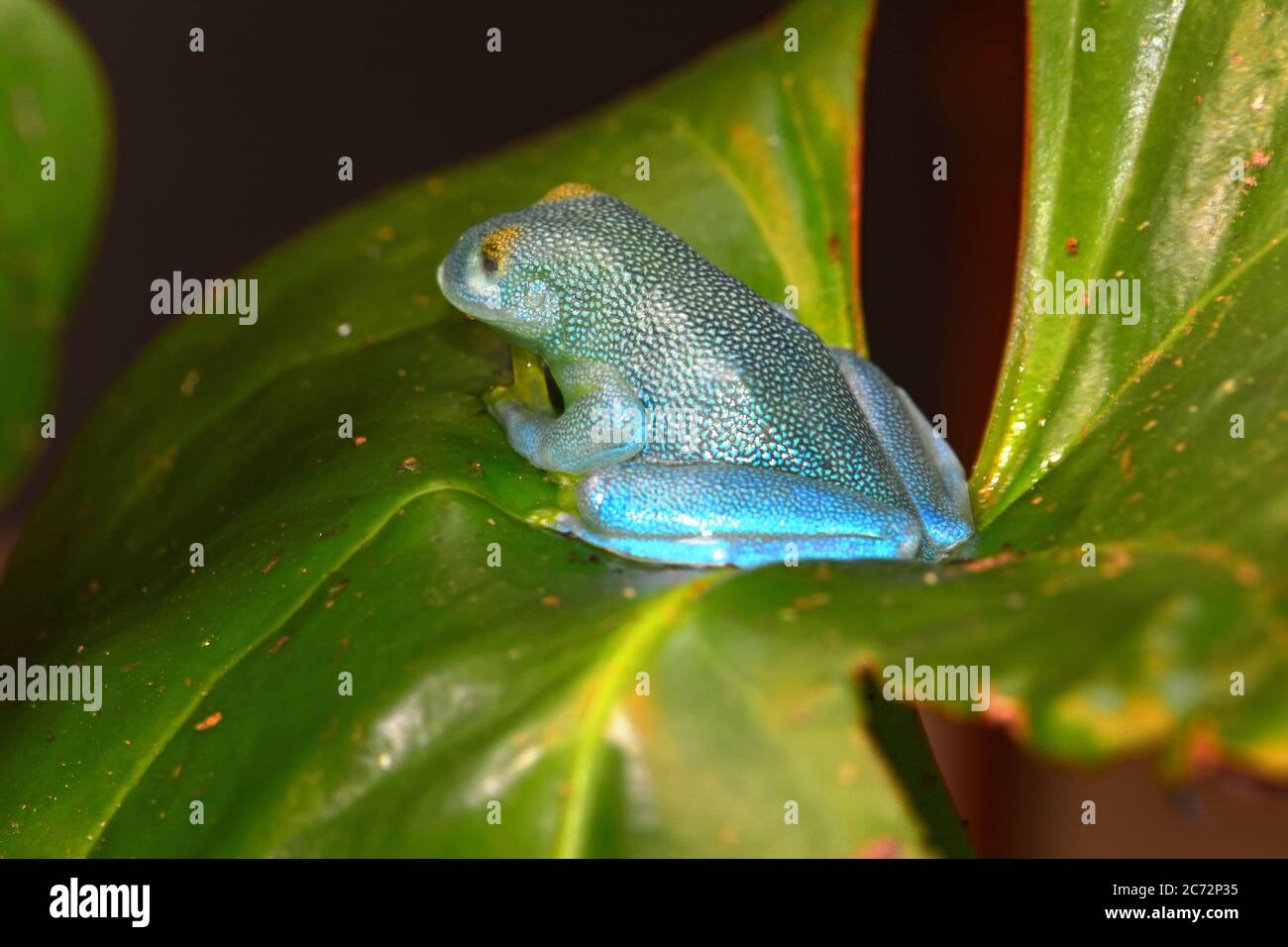 granular, slope snouted glass frog Stock Photo