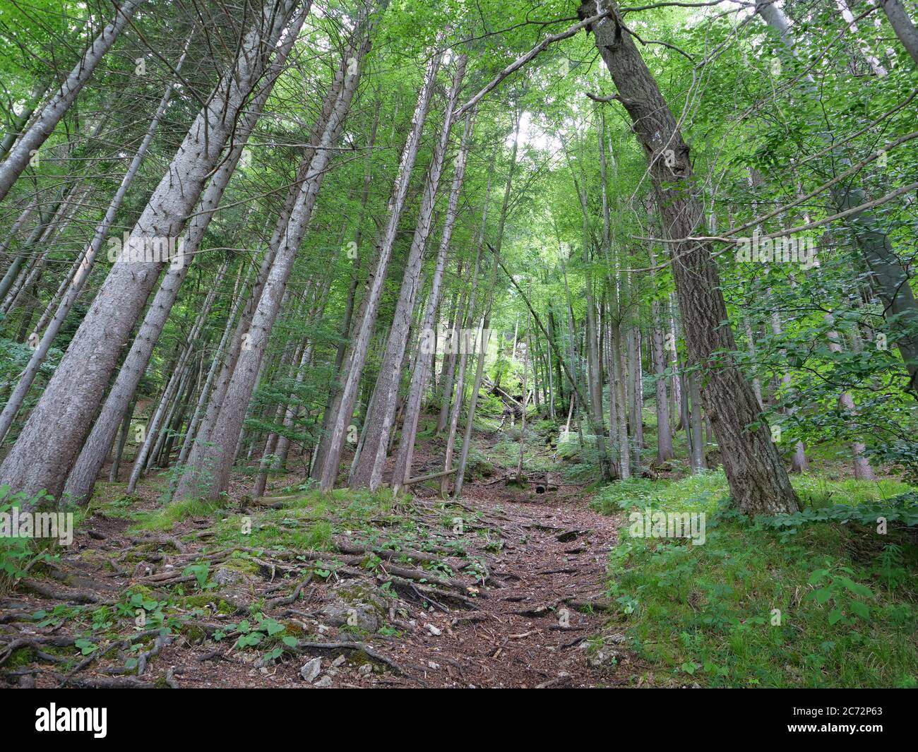 Wooden Steps On A Steep Hillside In The Forest Stock Photo, Picture and  Royalty Free Image. Image 36876055.