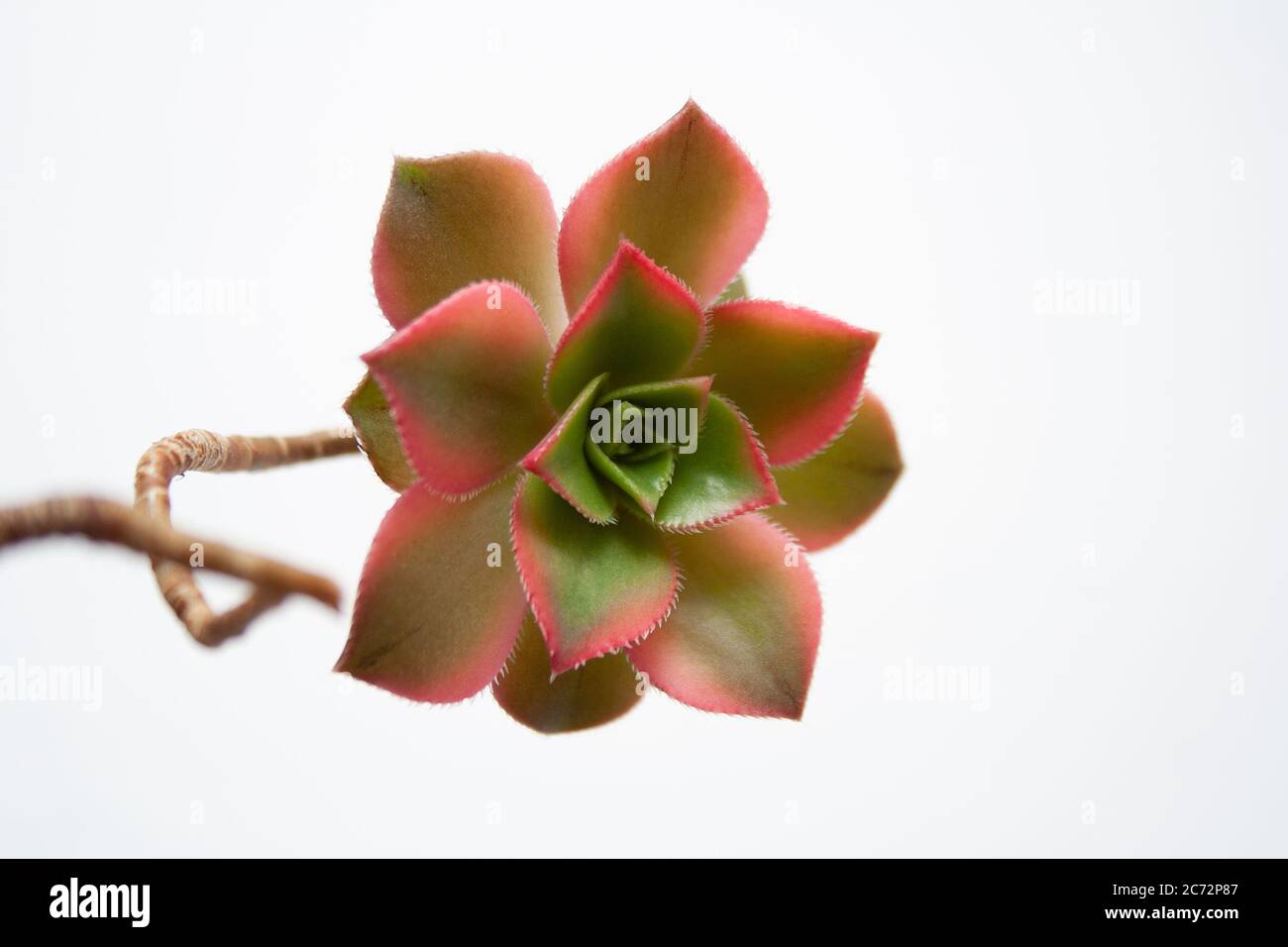 Aeonium Kiwi succulent plant rosette close up on white background Stock Photo
