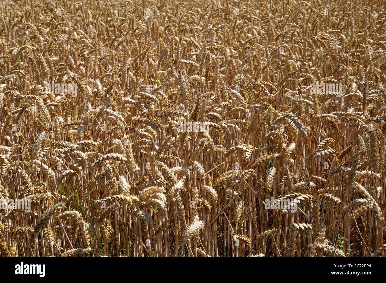 View into shiny wheat field in the early morning sun - Germany Stock Photo