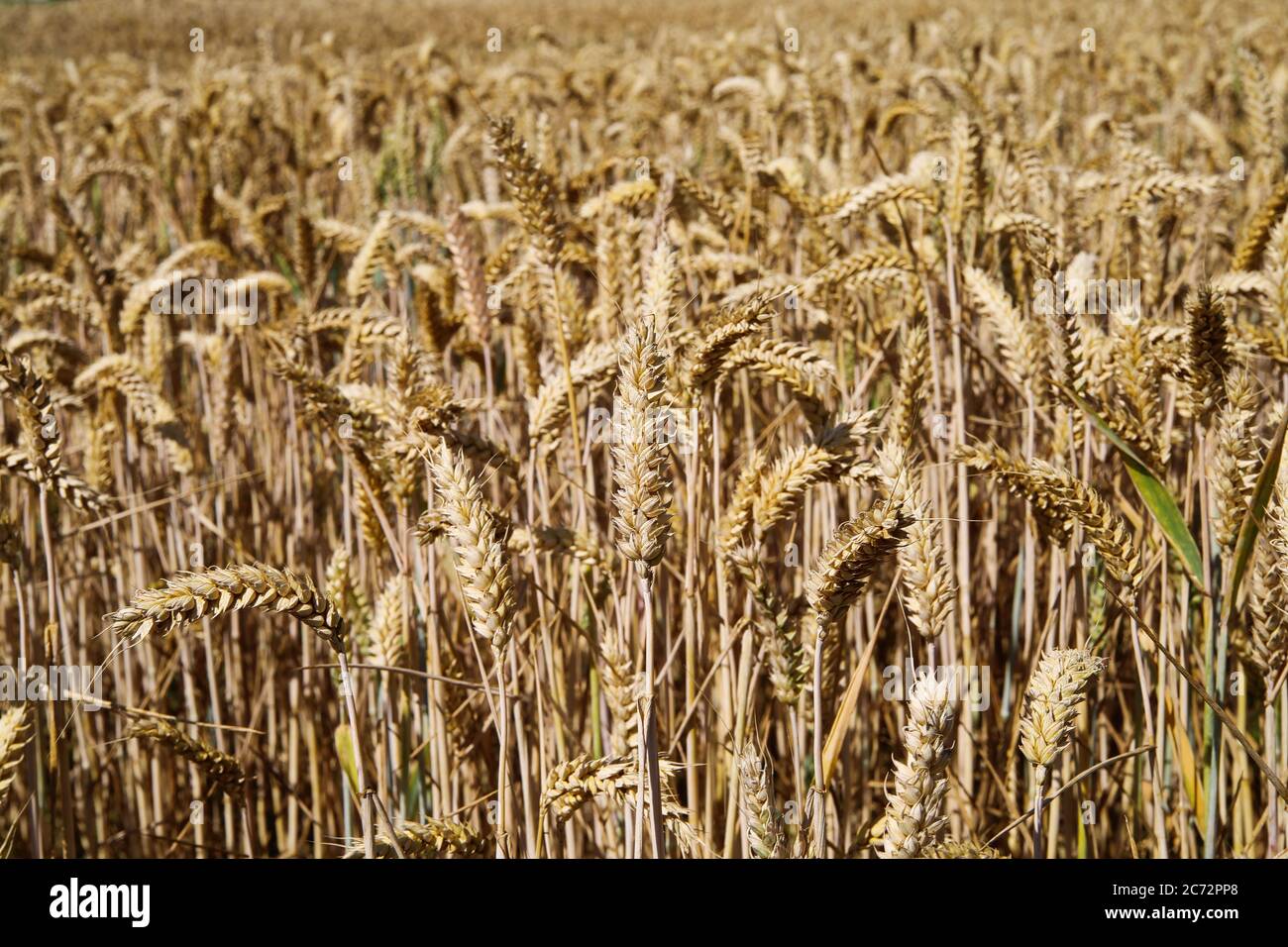 View into shiny wheat field in the early morning sun - Germany Stock Photo