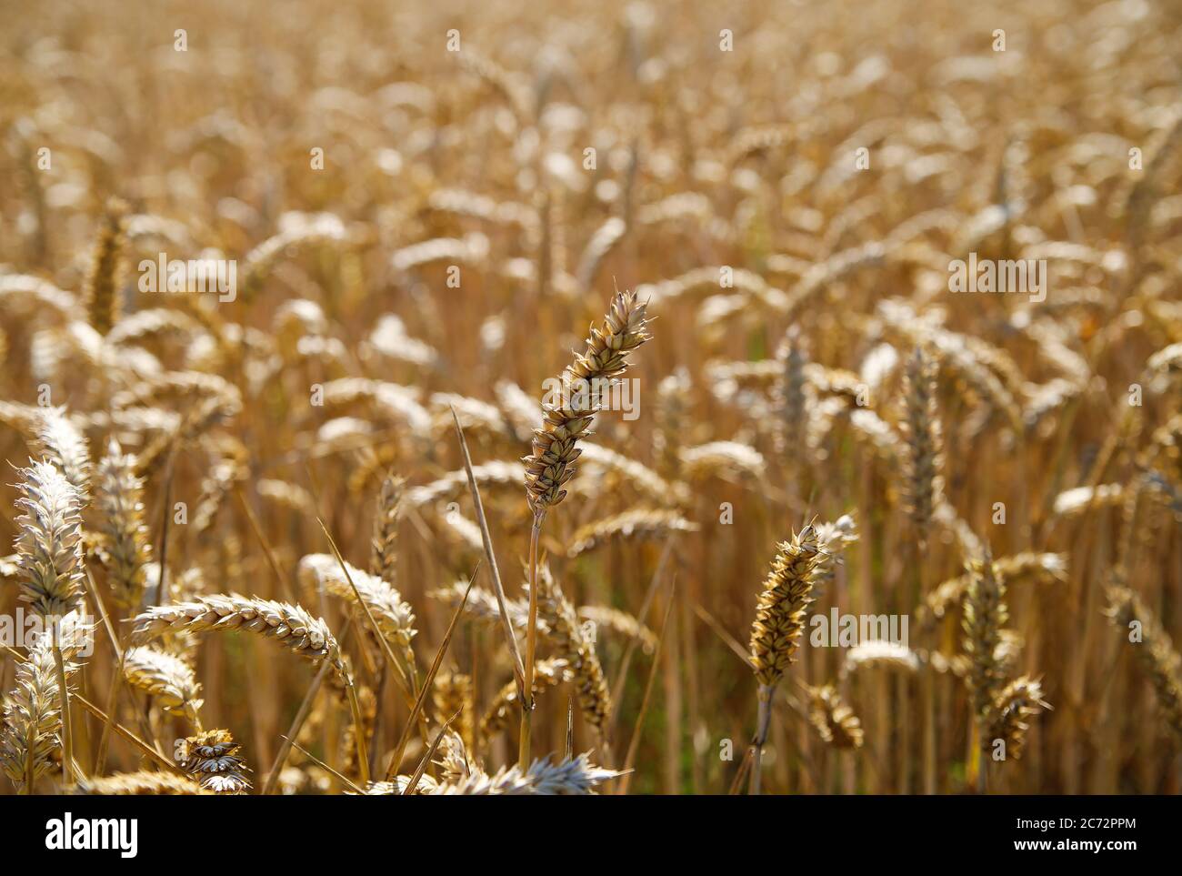 View into shiny wheat field in the early morning sun - Germany Stock Photo