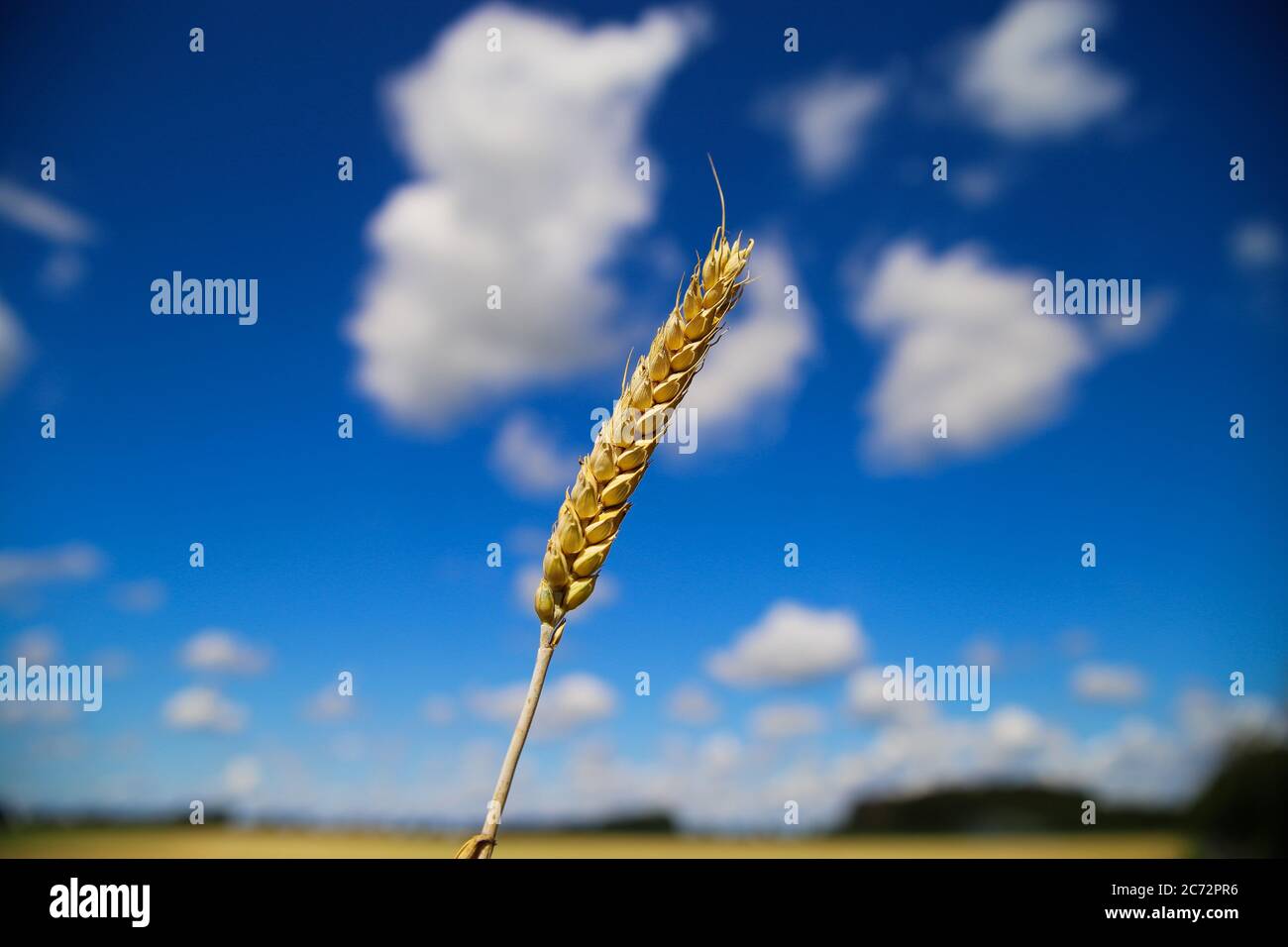View on isolated ripe wheat ear against blue sky with cumulus clouds and blurred rual field (focus on wheat head) Stock Photo