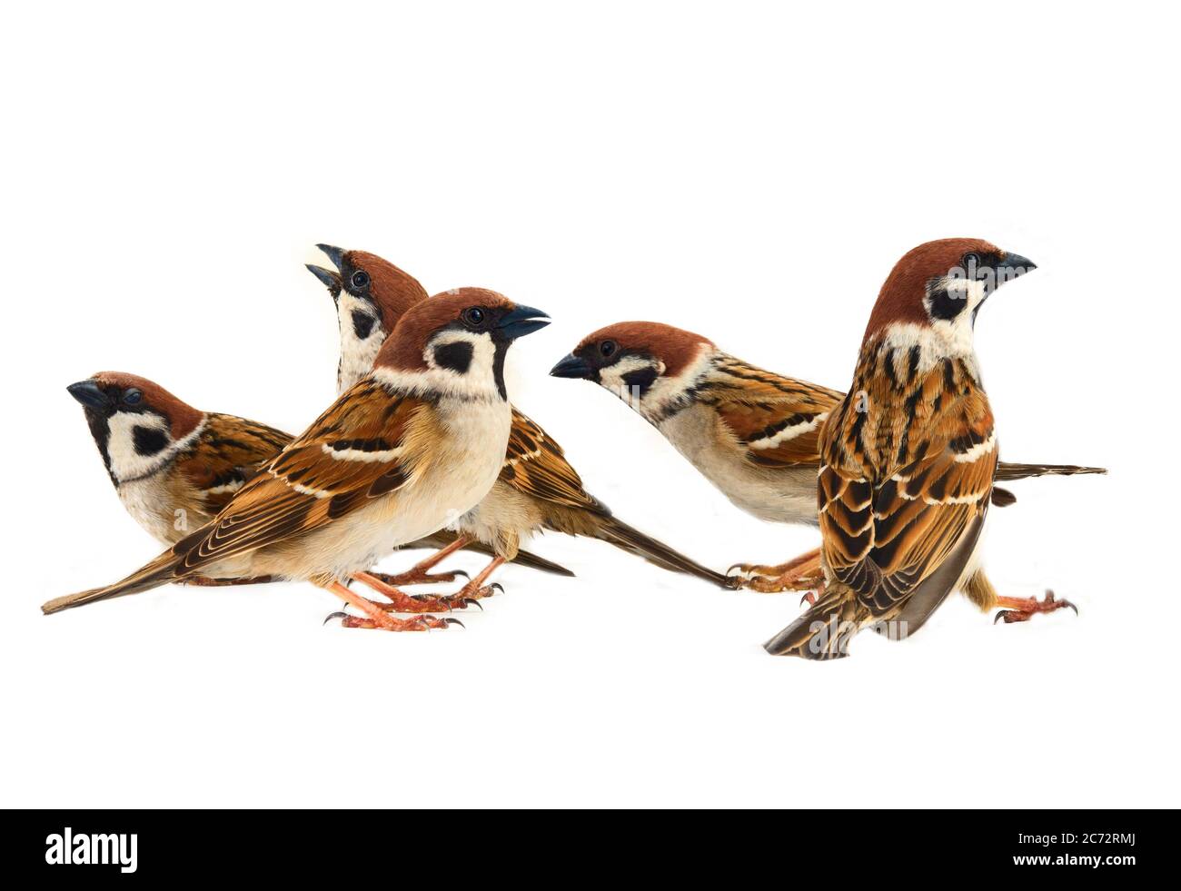 Sparrows as the most common birds in the human environment. A flock of Eurasian tree sparrow (Passer montanus) in dynamics isolated on a white backgro Stock Photo