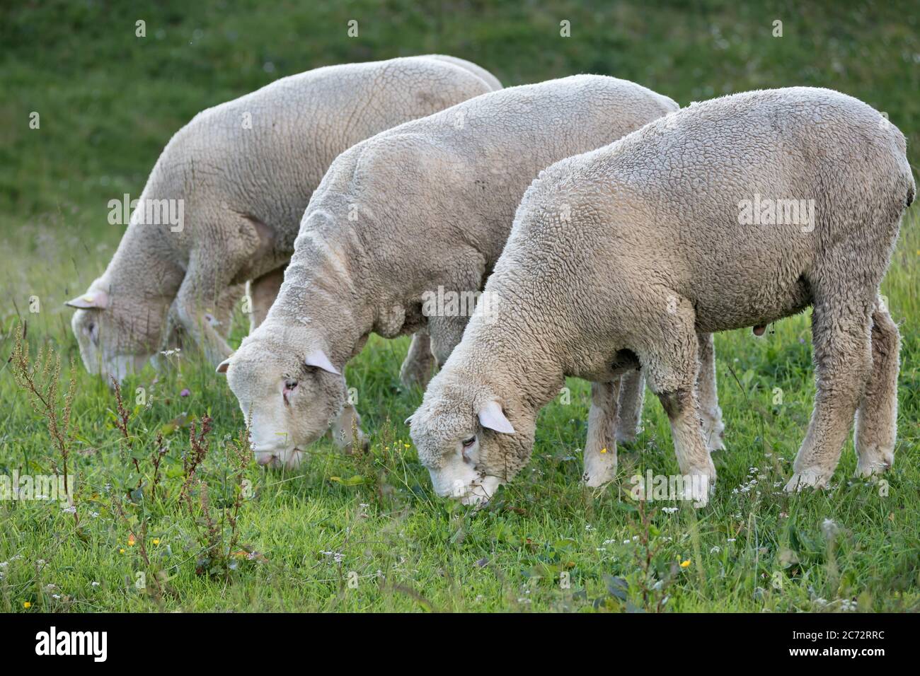 three sheeps grazing on a meadow Stock Photo