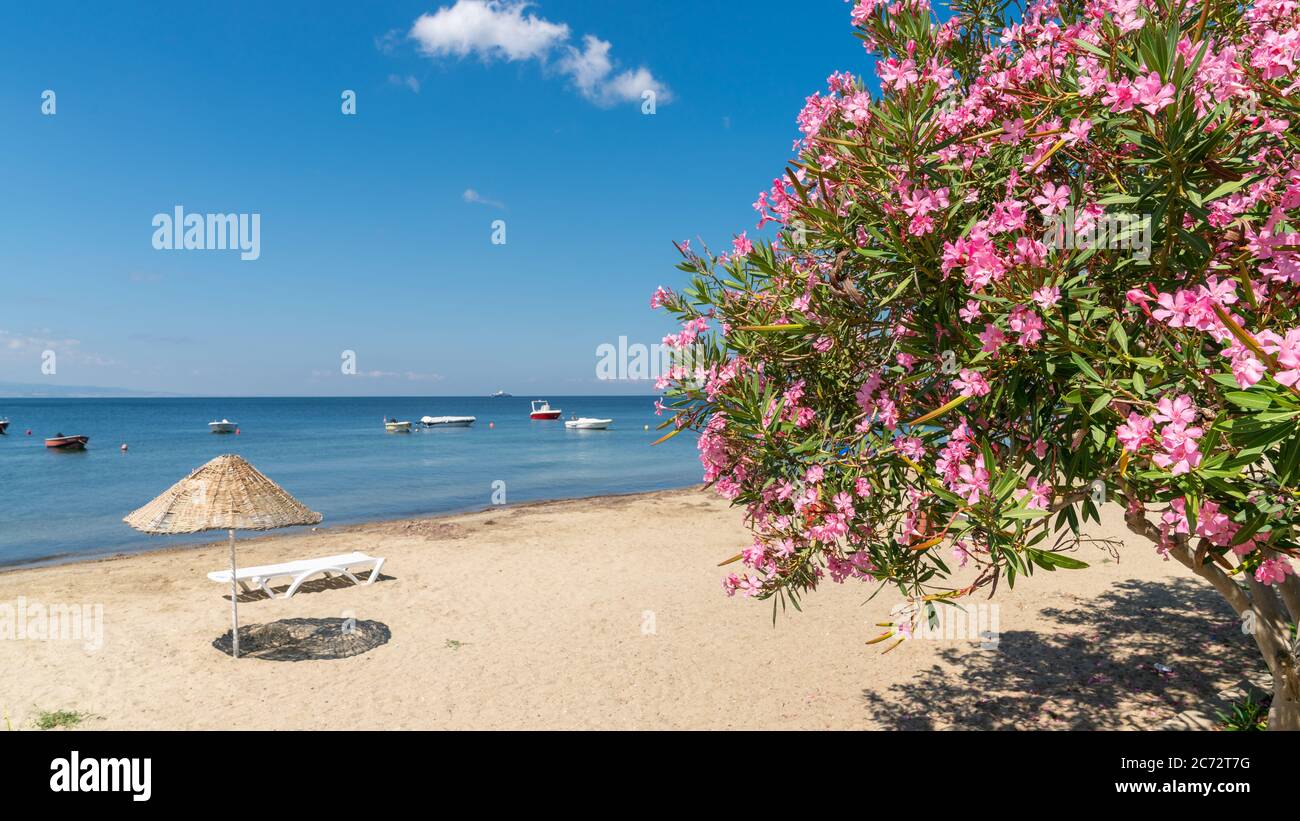 Beach of Erdek with beach umbrellas and pink flowers with a view of Sea of Marmara Stock Photo