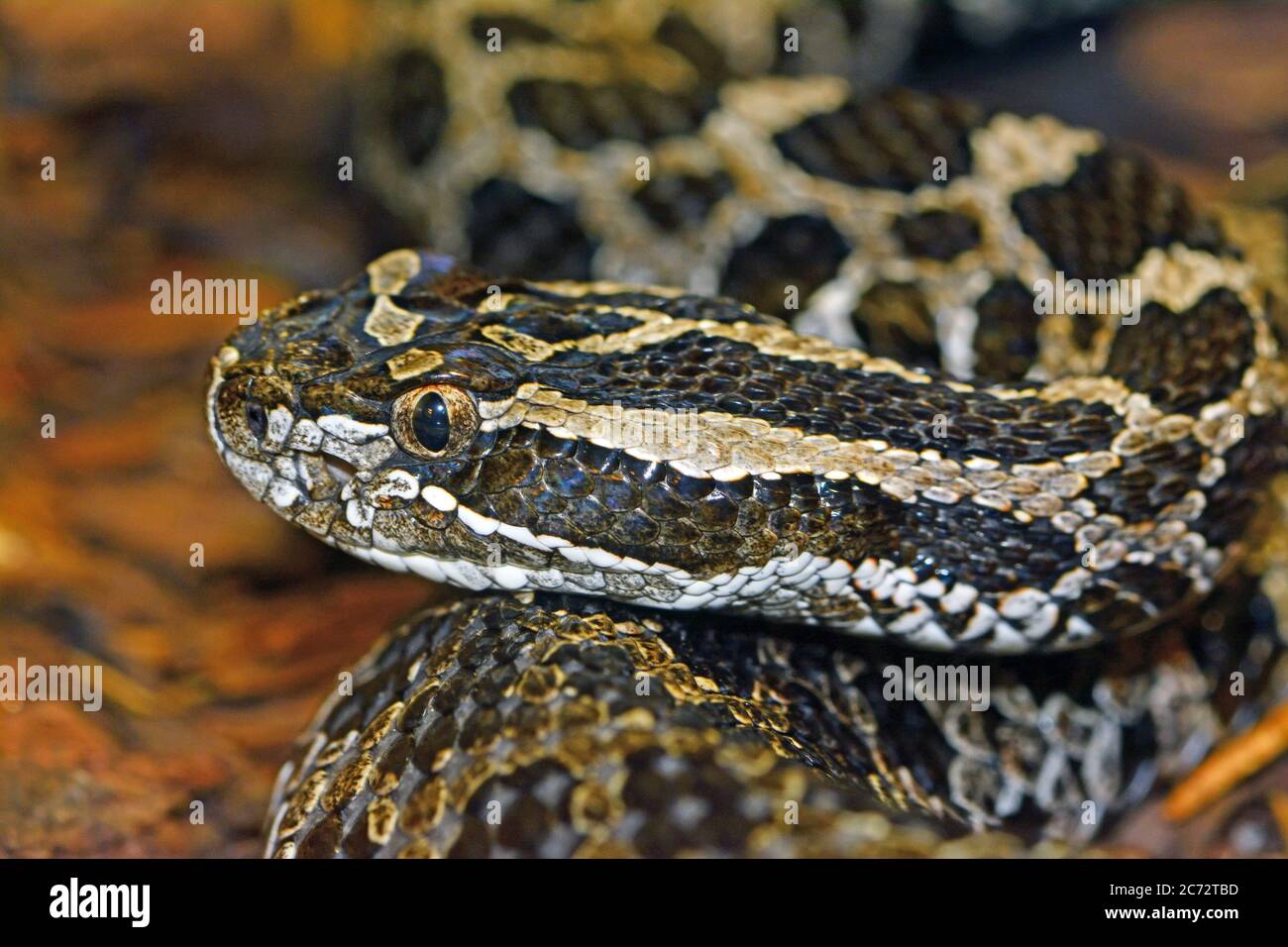 Rattlesnake Skin Hi-res Stock Photography And Images - Alamy