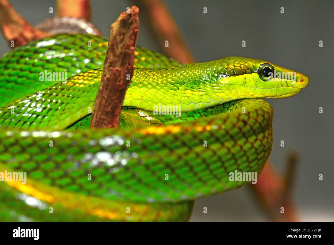 Red-tailed green rat snake, Gonyosoma oxycephalum Stock Photo