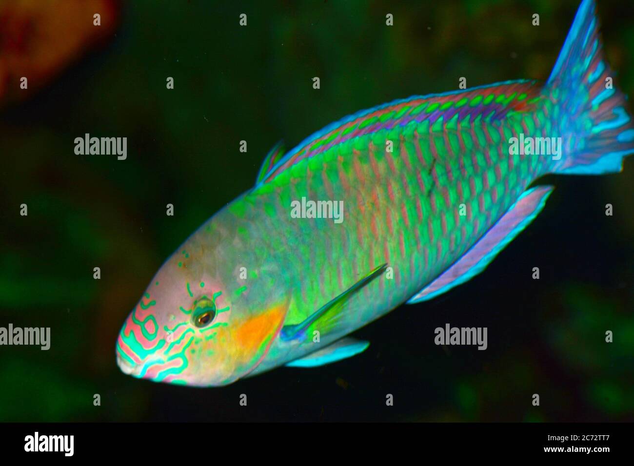 Rivulated parrotfish, Scarus rivulatus Stock Photo