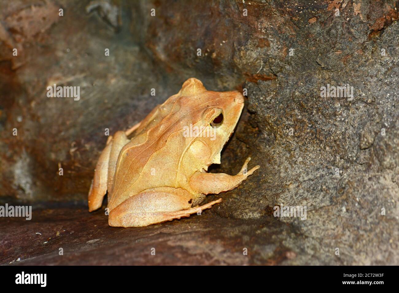 Solomon Island leaf frog camouflage Stock Photo