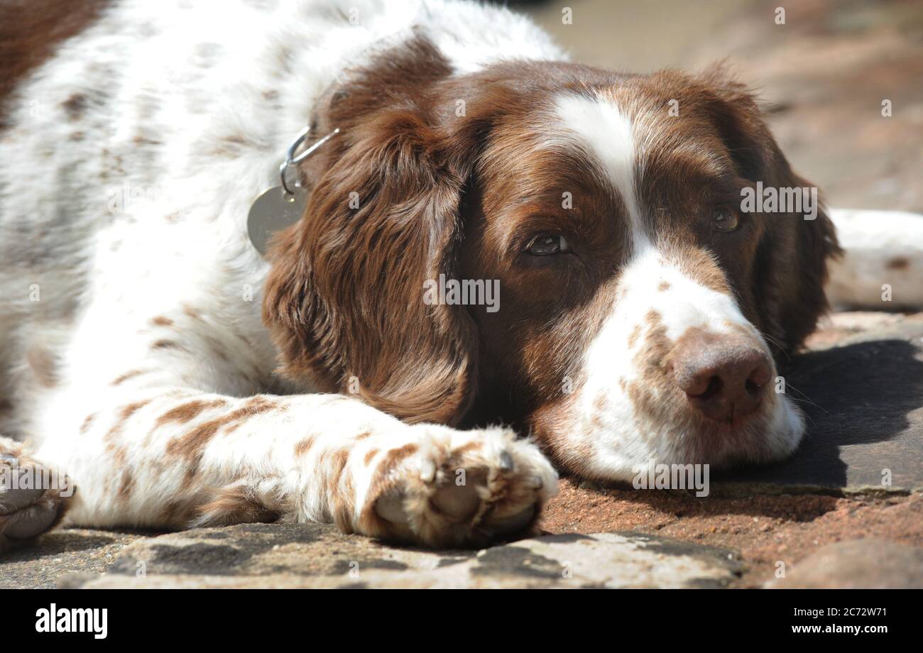 ELDERLY SPRINGER SPANIEL DOG LOOKING FED UP RE DOWN IN THE MOUTH ANIMAL HEALTH EXERCISE PET CARE ETC UK Stock Photo