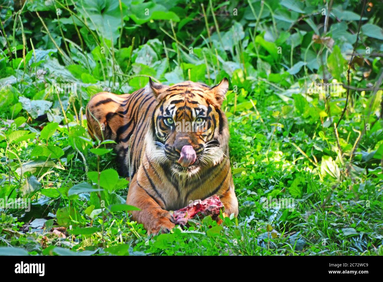 Bengal tiger food asia hi-res stock photography and images - Alamy