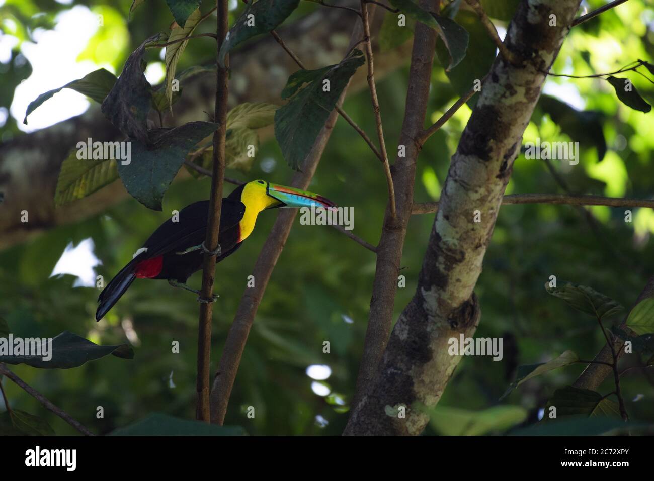 Keel-billed toucan, Ramphastos sulfuratus, sulfur-breasted toucan, rainbow-billed toucan, beautiful colorful bird sittin on tree branch eating fruit Stock Photo