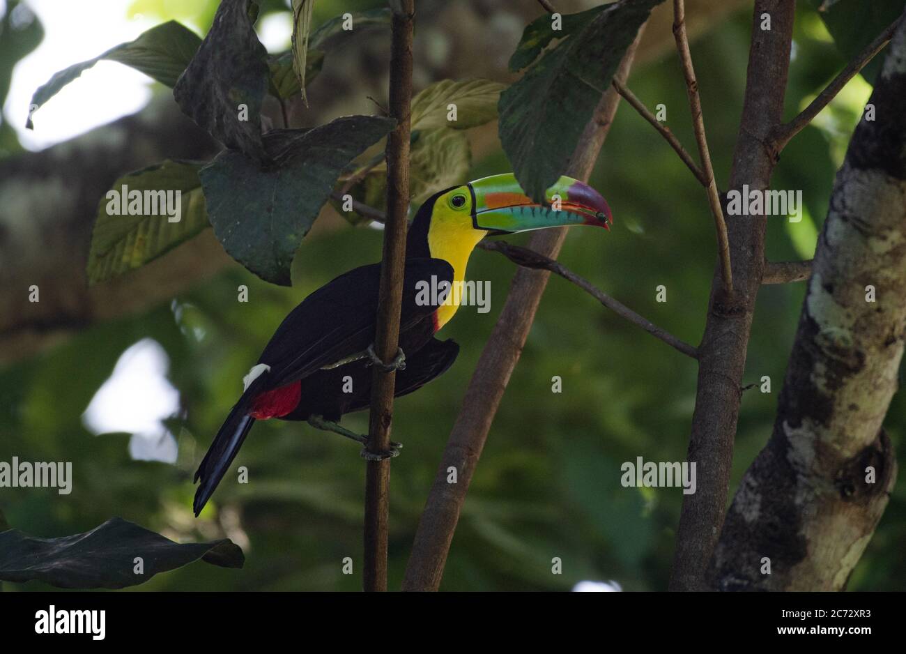 Keel-billed toucan, Ramphastos sulfuratus, sulfur-breasted toucan, rainbow-billed toucan, beautiful colorful bird sittin on tree branch eating fruit Stock Photo