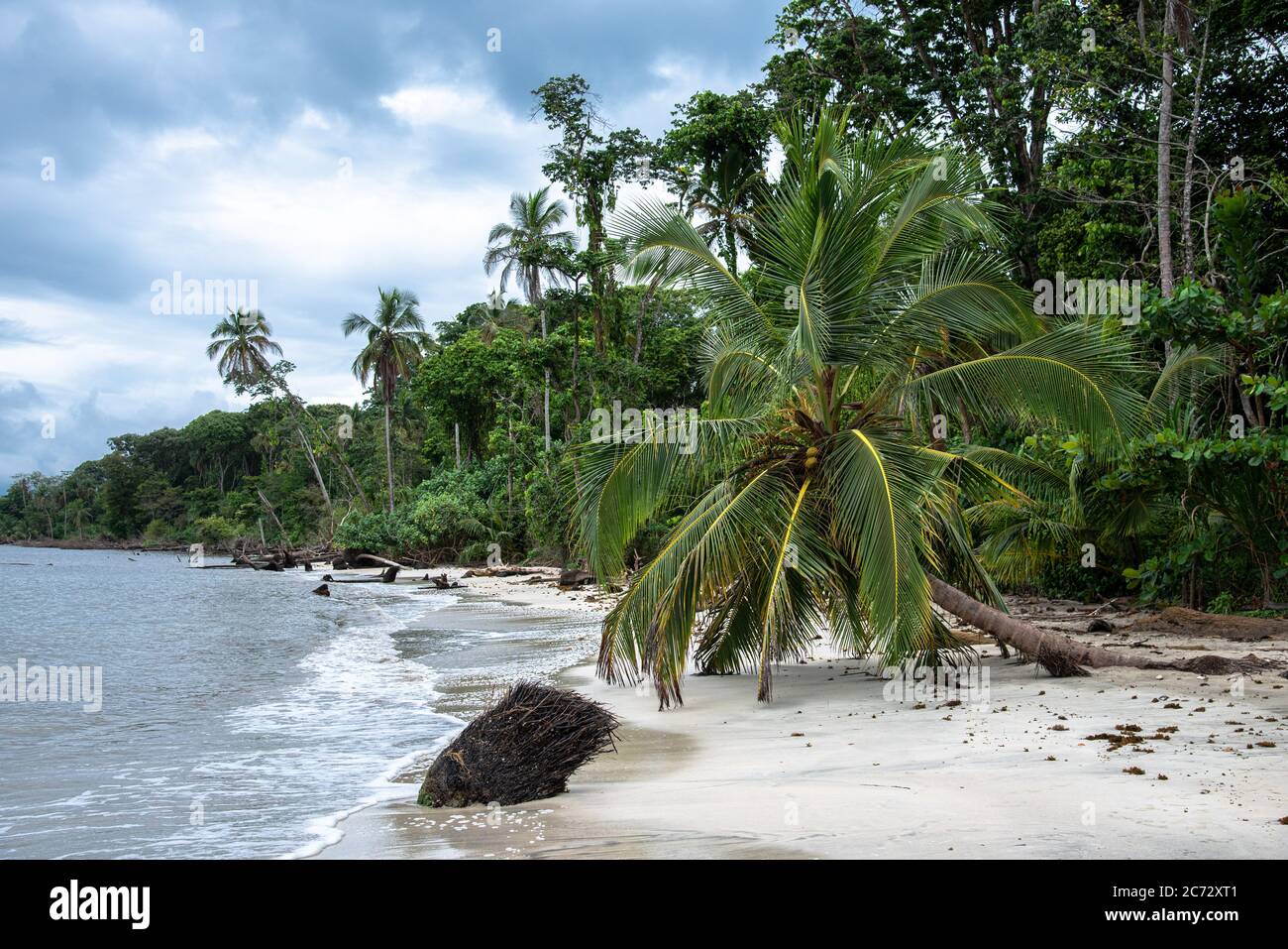 lonely Palm tree on wild caribbean beach, Costa Rica cahuita central america, carib Paradise, bent crooked curved palm tree wild raw nature rainforest Stock Photo