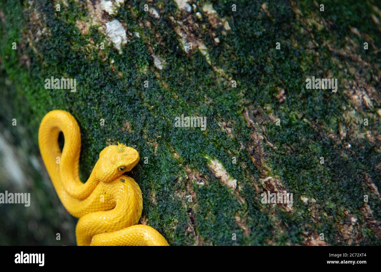 yellow eyelash viper, Bothriechis schlegelii, Cahuita National Park rainforest, wild and dangerous deadly animal, Bright golden viper Stock Photo