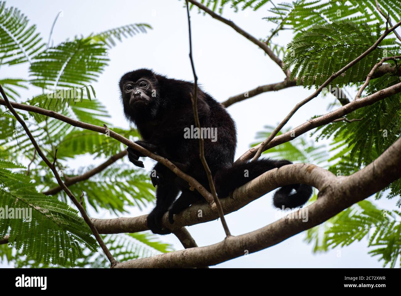 Calm Howler Monkey, mantled howler, Alouatta palliata, Costa Rica Cahuita, Caribbean animal climbing and sitting tree top Stock Photo