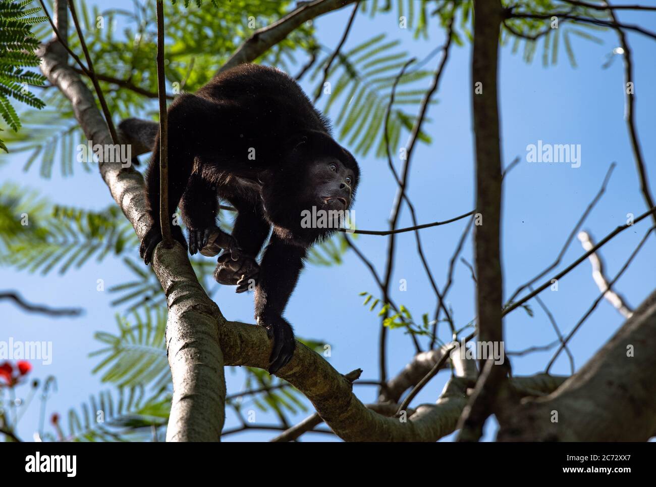 Angry Howler Monkey, mantled howler, Alouatta palliata, Costa Rica Cahuita, Caribbean animal climbing tree top hanging with strong tail Stock Photo