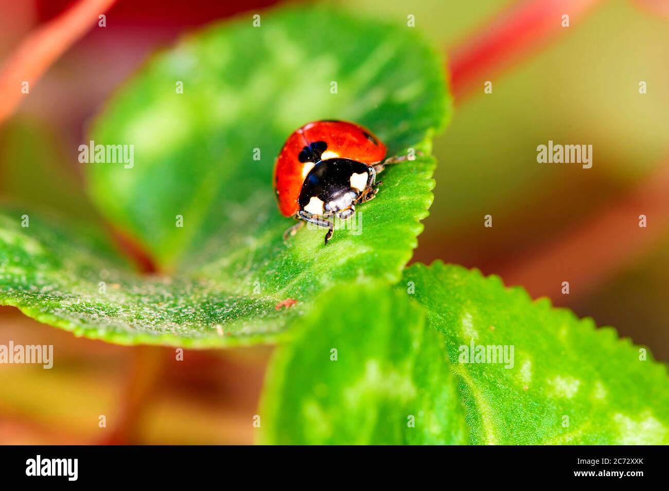 Cute lady bird. Natural red background. Ladybug Stock Photo - Alamy