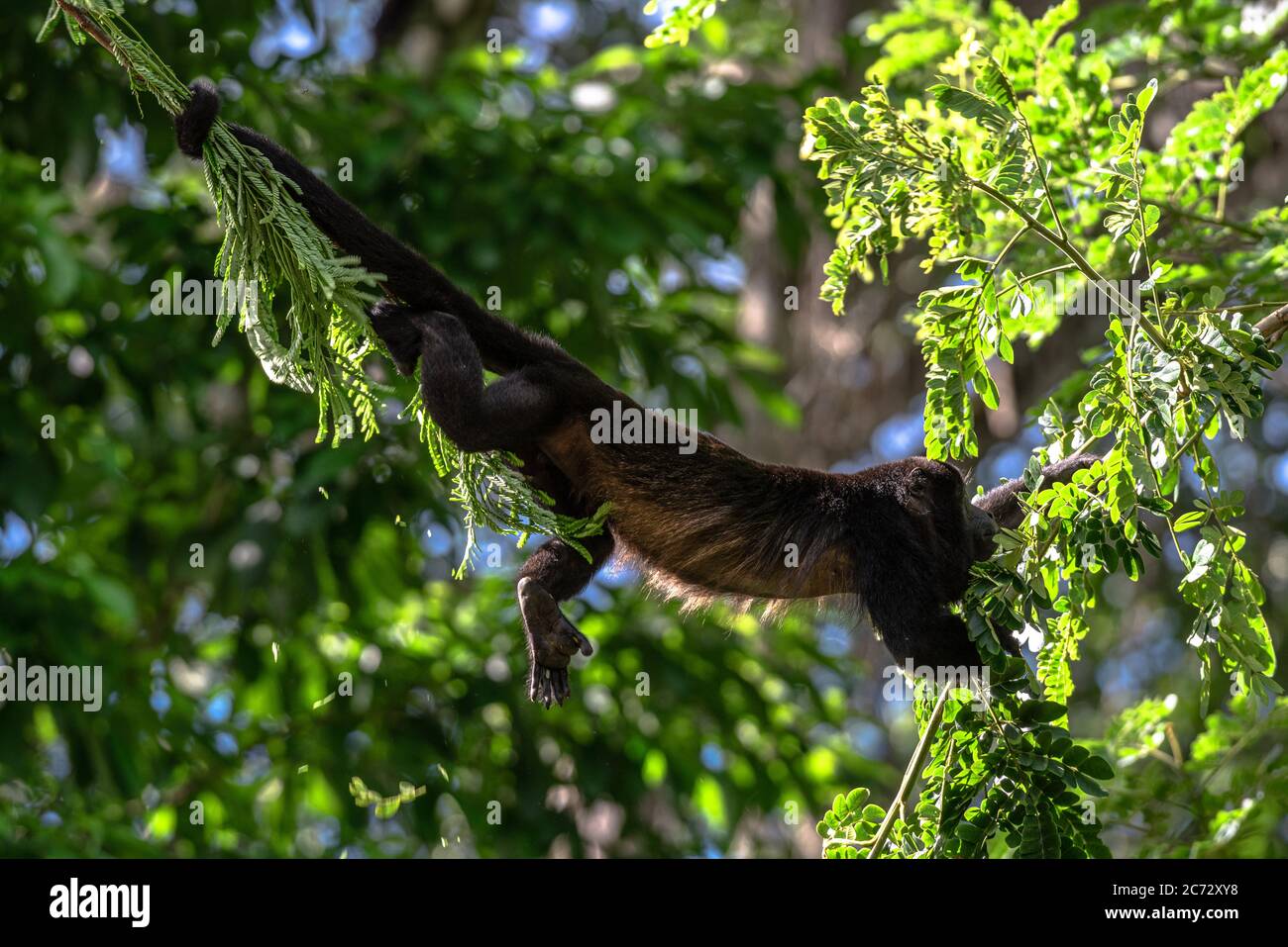 Howler Monkey, mantled howler, Alouatta palliata, Costa Rica Cahuita, Caribbean animal climbing tree top hanging bridge strong tail Stock Photo