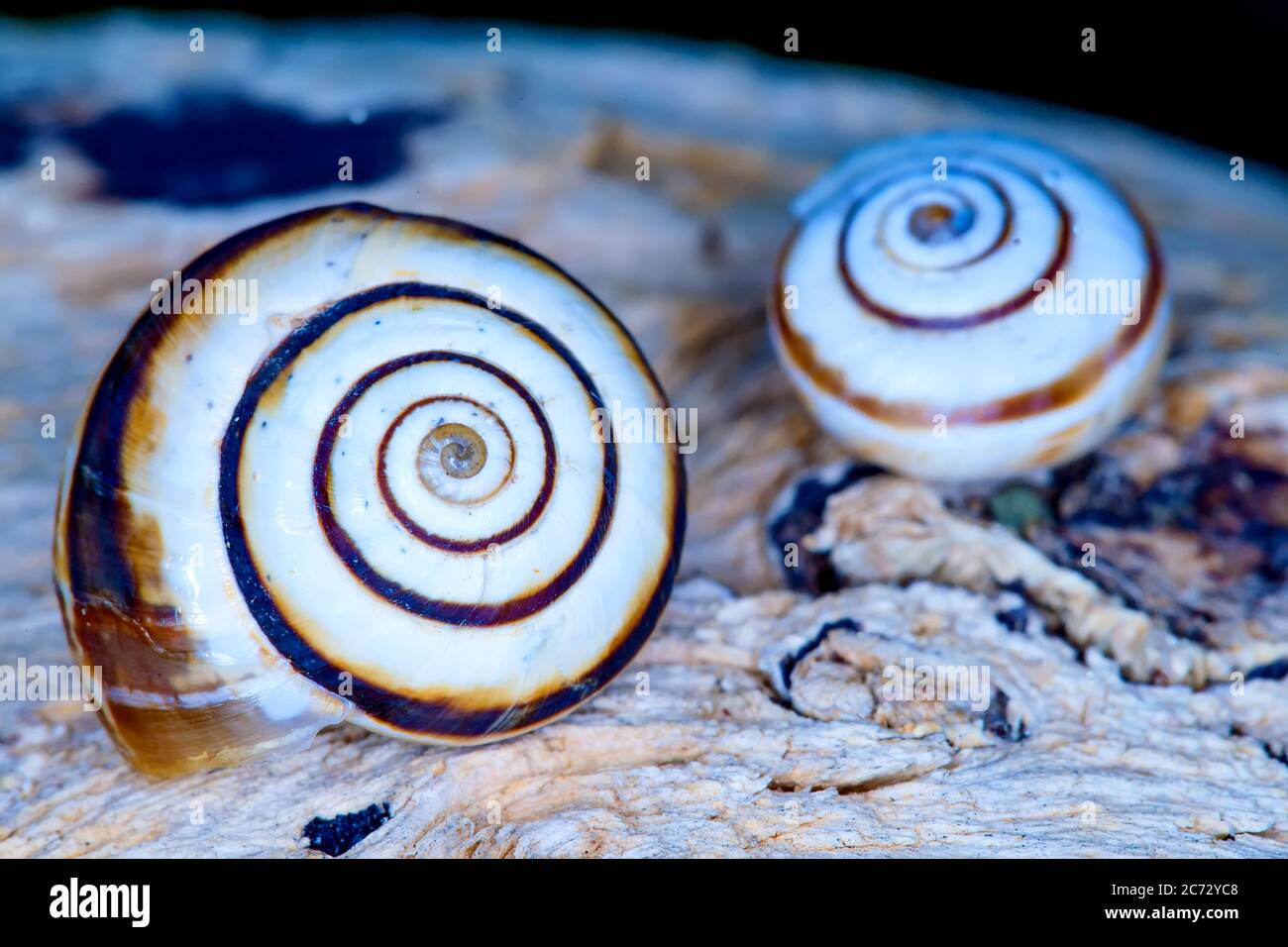 Snail shell. Natural colors and background Stock Photo Alamy