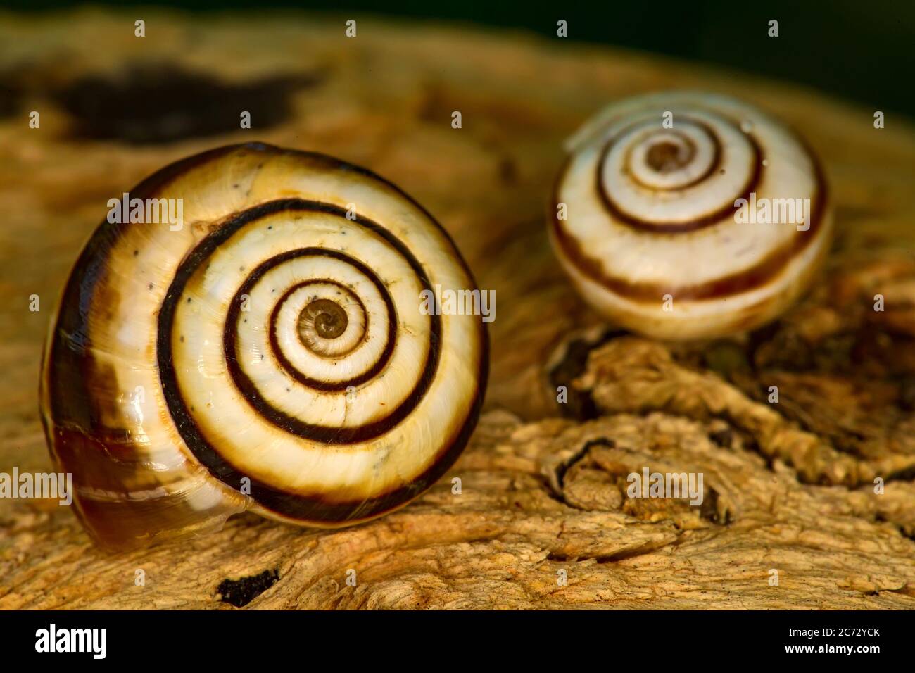 Snail shell. Natural colors and background Stock Photo Alamy