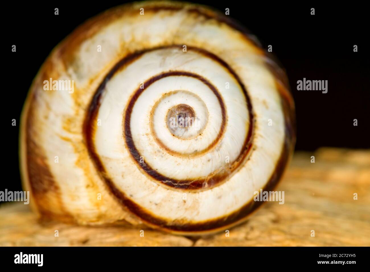Snail shell. Natural colors and background Stock Photo Alamy