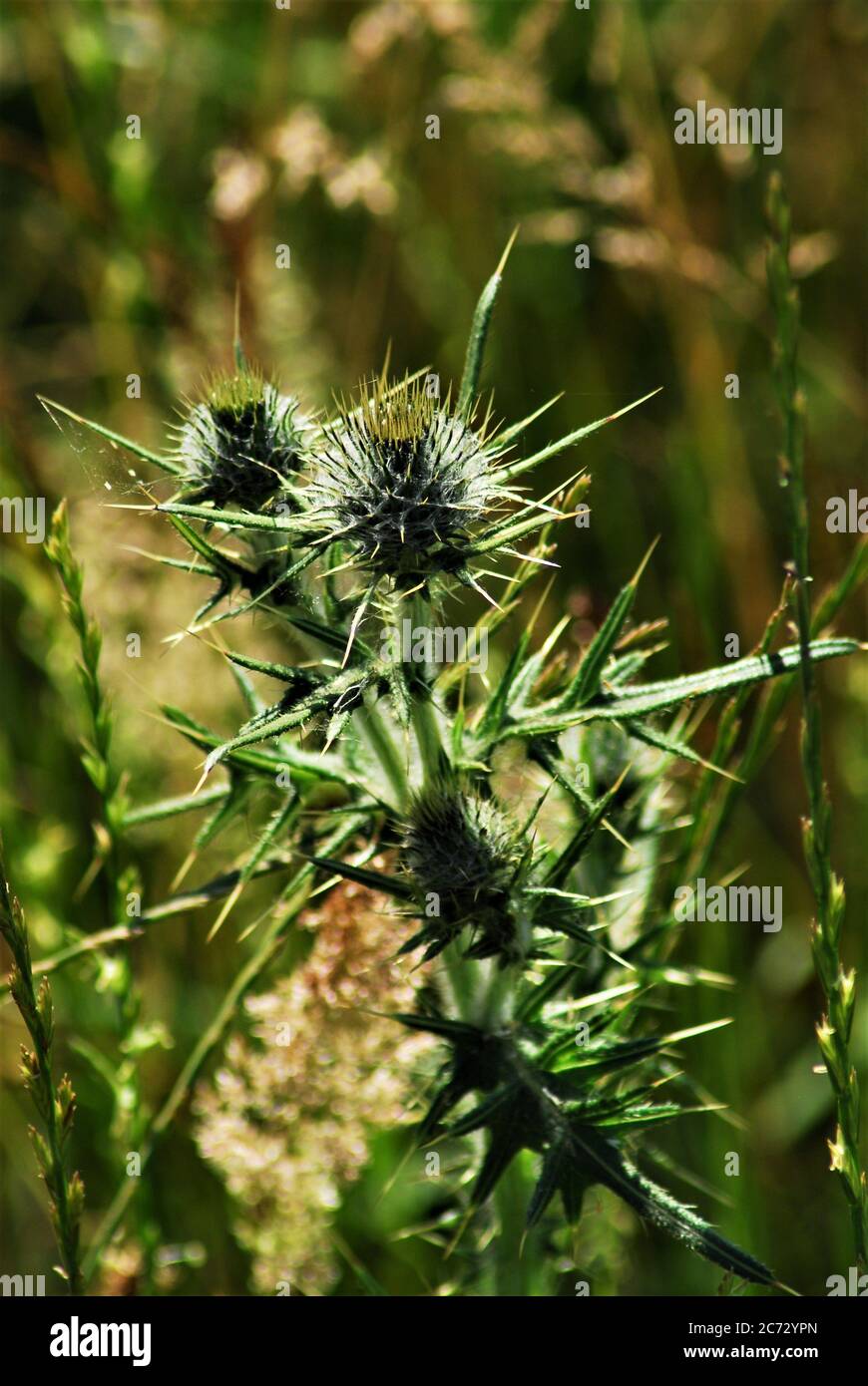 Green thistle against a brown green background Stock Photo