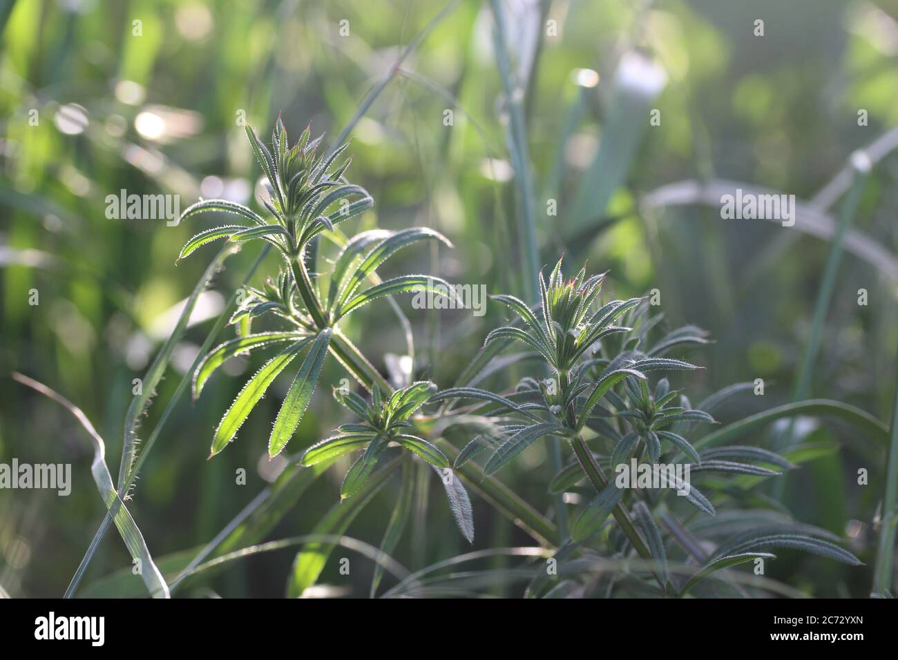 Green burdock herb or galium aparine - plant family gentianales Stock Photo