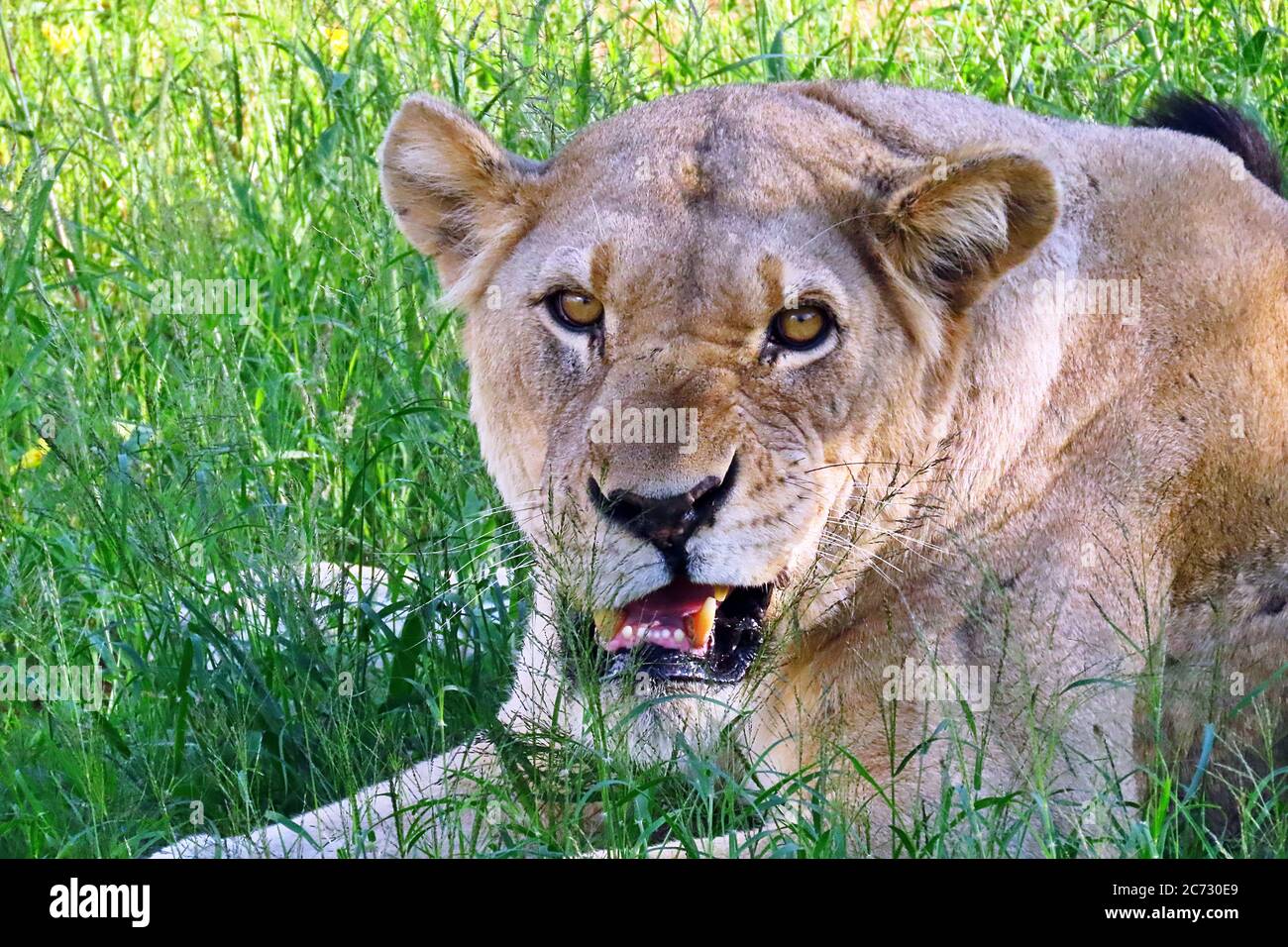 A wild lioness (Panthera leo) lying in wet season grassland and growling at the camera at the Erindi Reserve near Omaruru, Namibia. Stock Photo