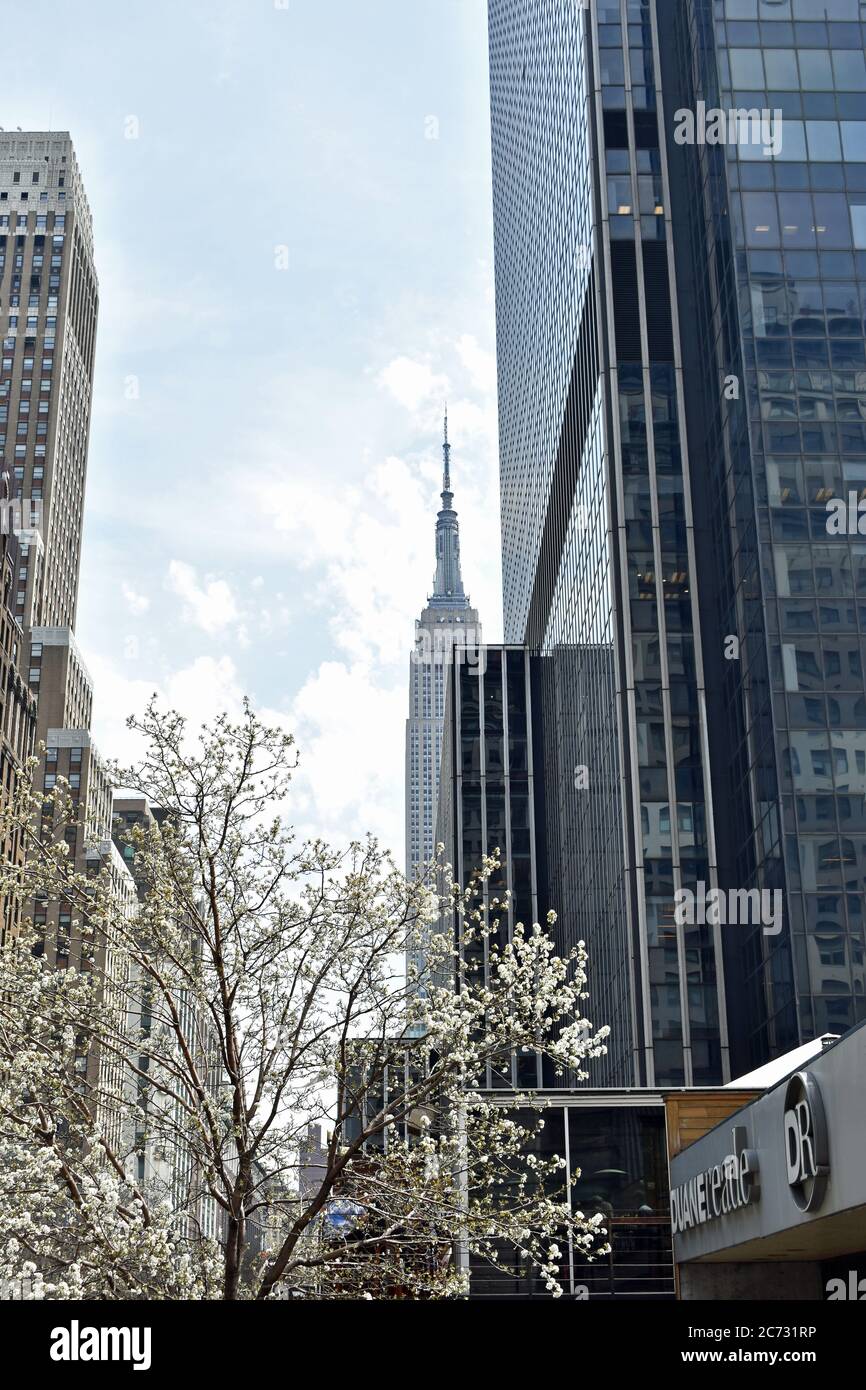 The Empire State building juxtaposed with a modern black building and a tree with white blossom. A New York City street view on a bright day. Stock Photo
