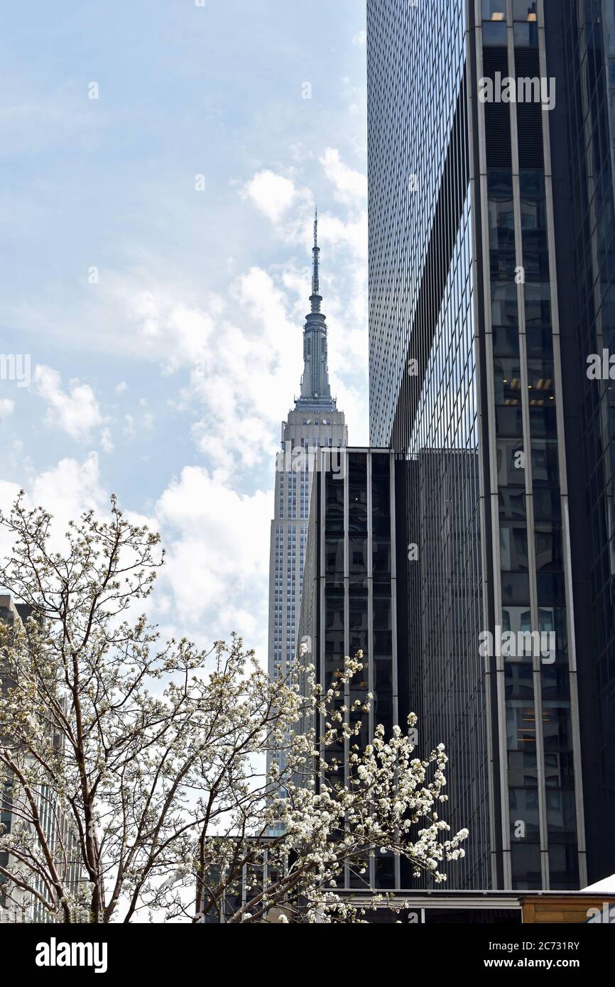 View of the Empire State building in New York City.   The skyscraper is partially hidden behind a modern black building and a tree with white blossom. Stock Photo