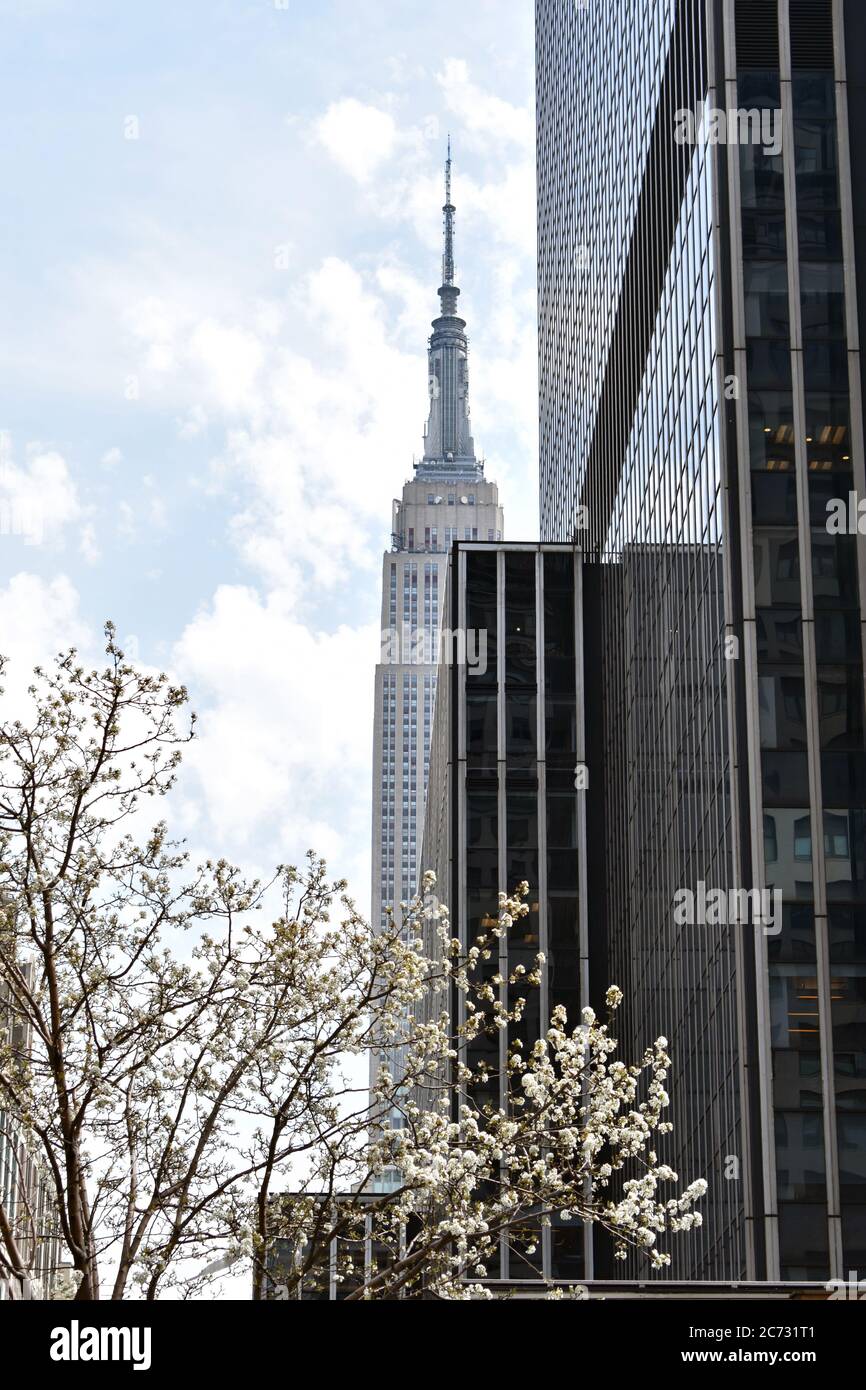 View of the Empire State building in New York City.   The skyscraper is partially hidden behind a modern black building and a tree with white blossom. Stock Photo