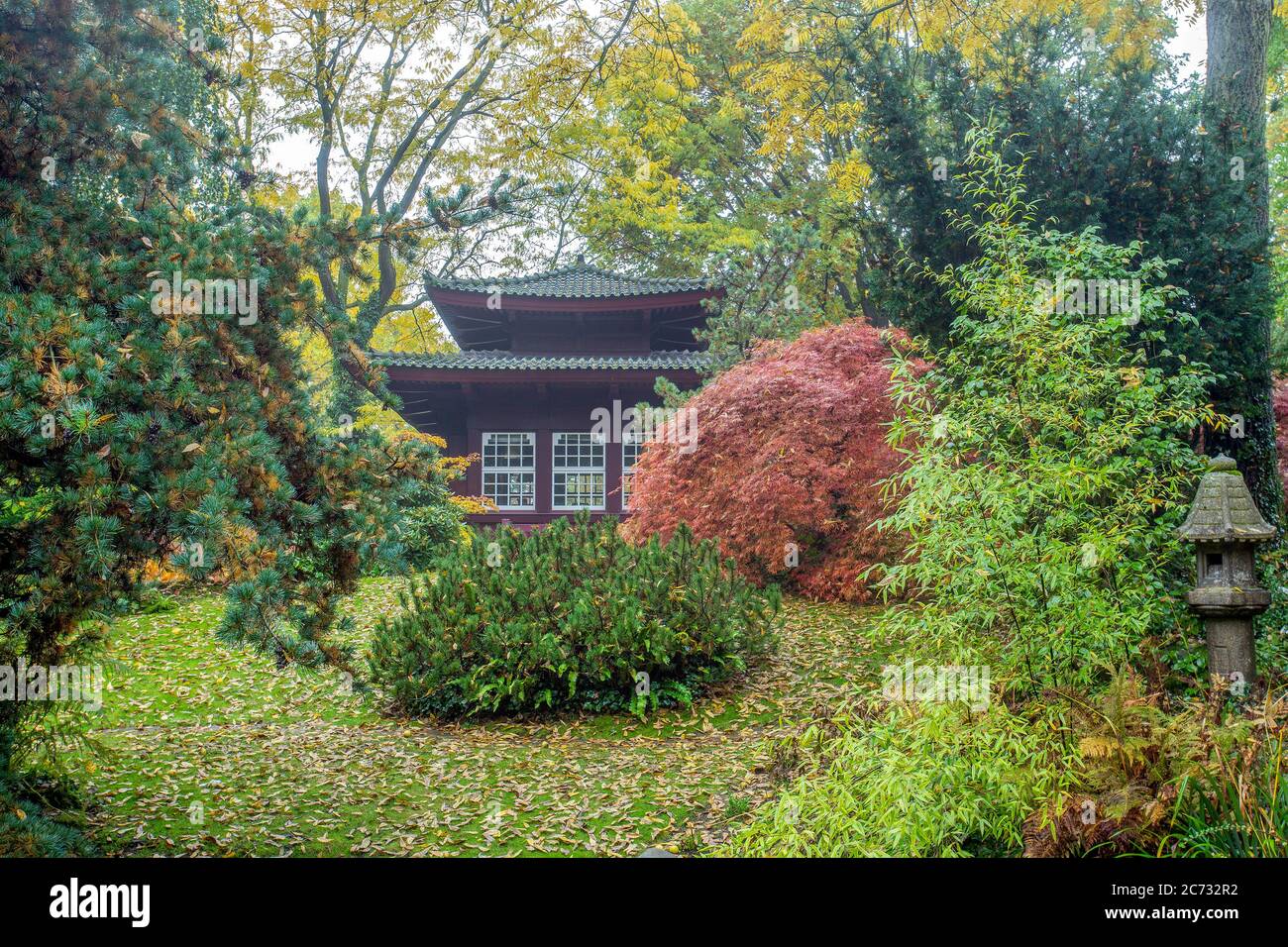Japanese garden in Leverkusen Germany fantastic autumn!. Green grass and yelloW leaves of
