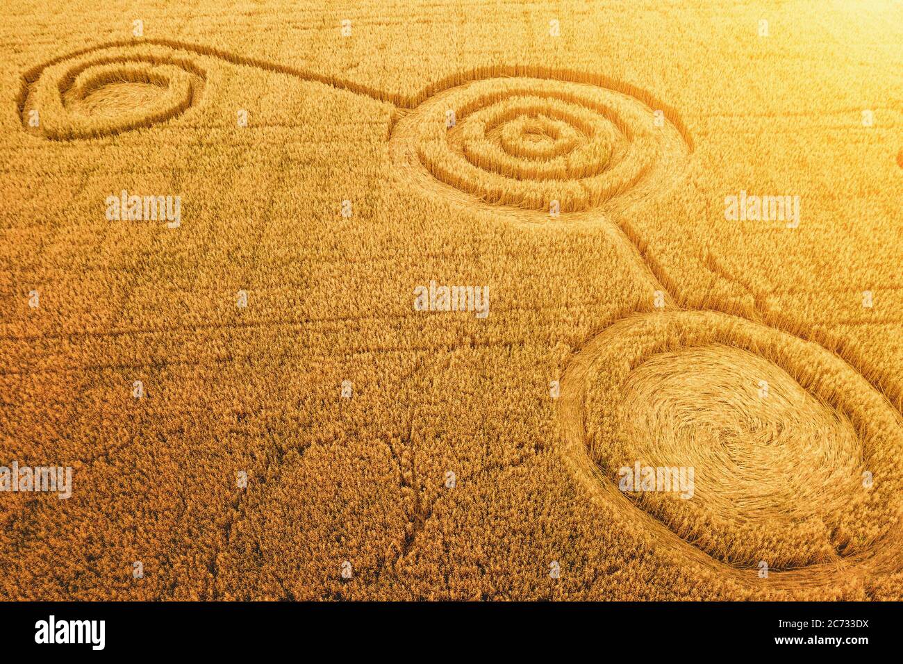 Fake UFO circles on grain crop yellow field, aerial view from drone. Round geometry shape symbols as alien signs, mystery concept. Stock Photo