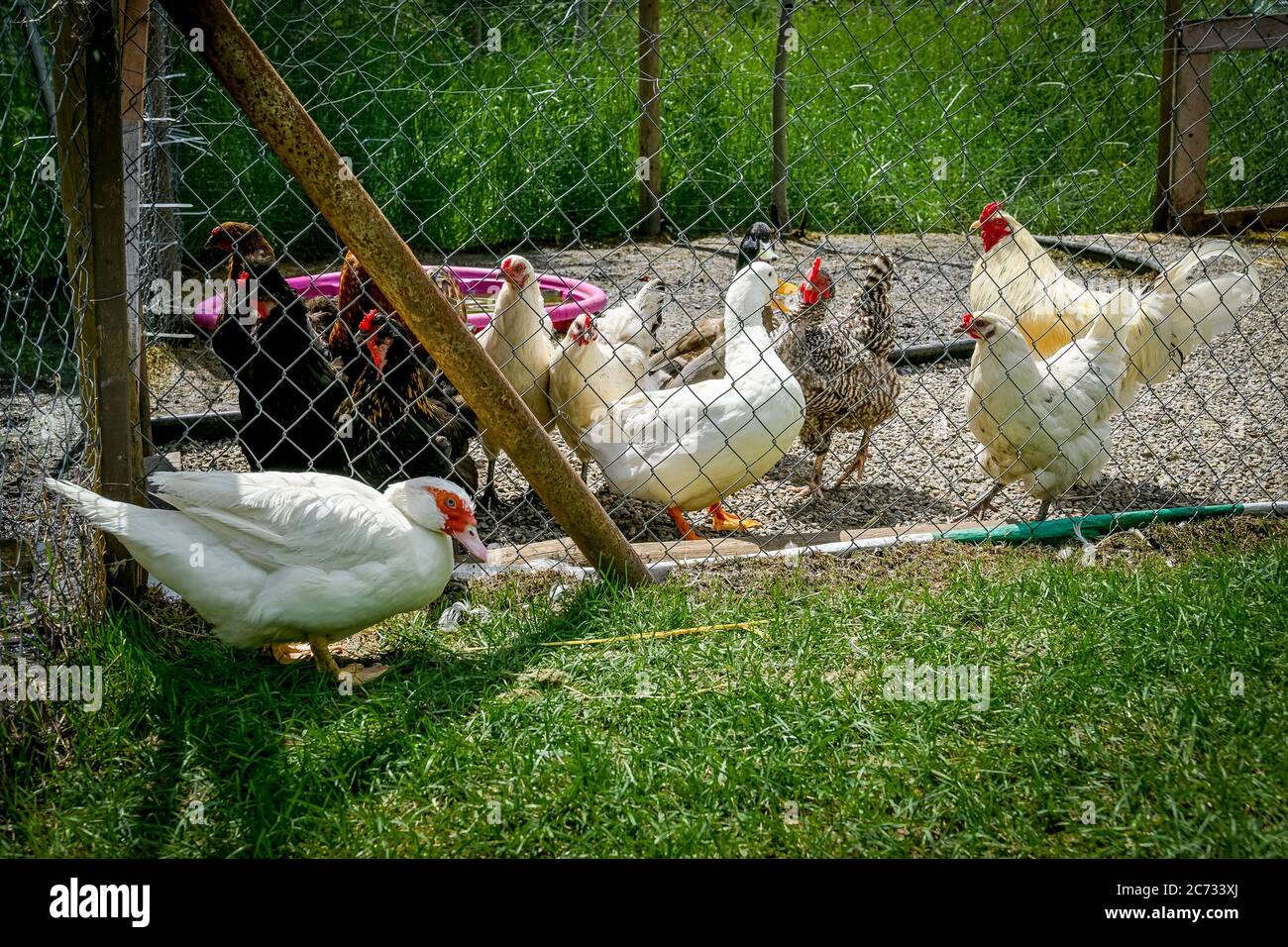 Barnyard, ducks, chickens Stock Photo
