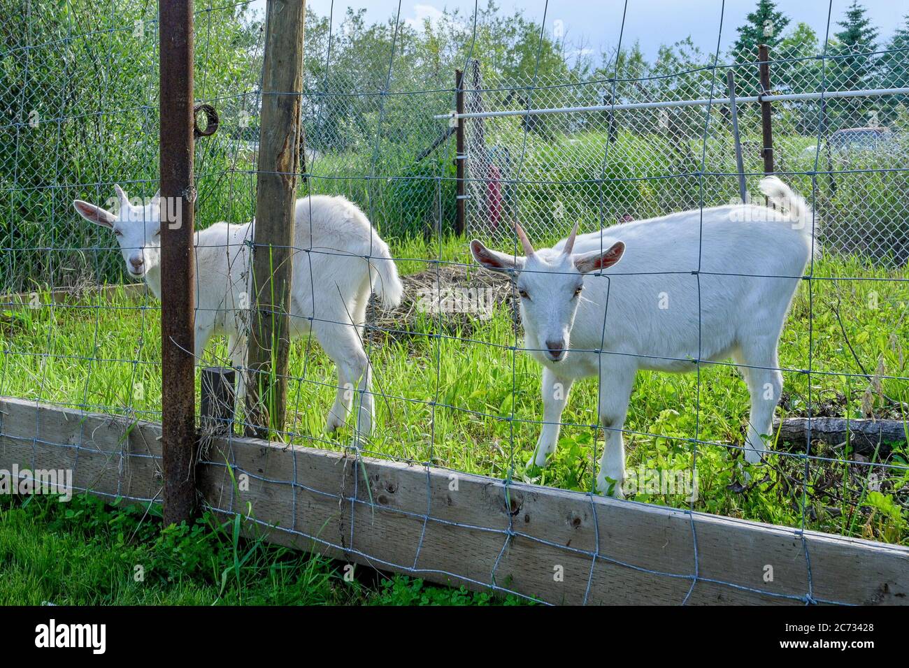 Barnyard, Stock Photo