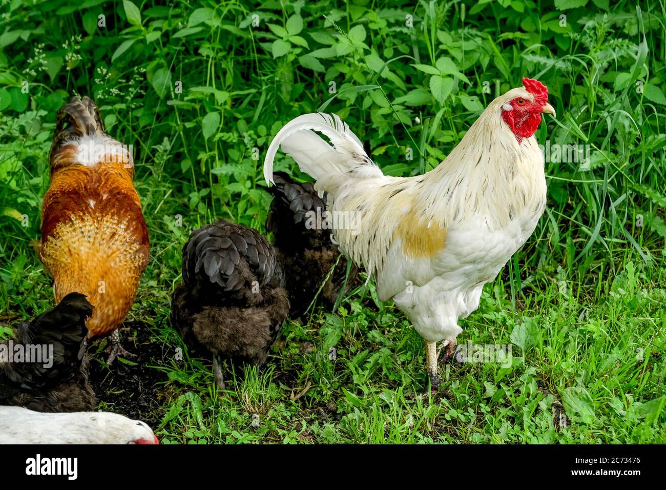 Free range chickens Stock Photo