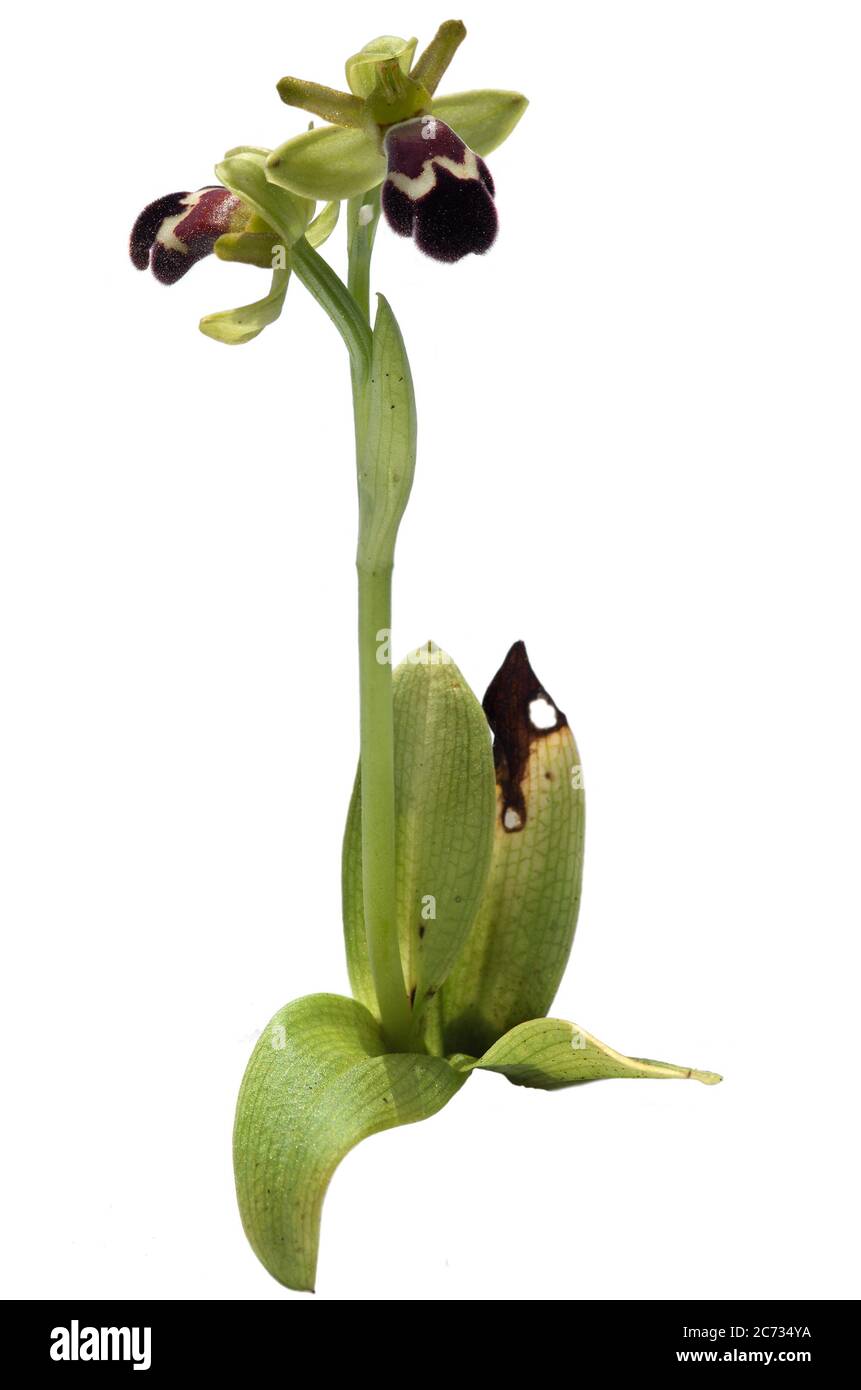 Full plant view of wild orchid called Omega Ophrys (Ophrys dyris aka Ophrys omegaifera subsp. dyris) isolated over a white background. Arrabida mounta Stock Photo