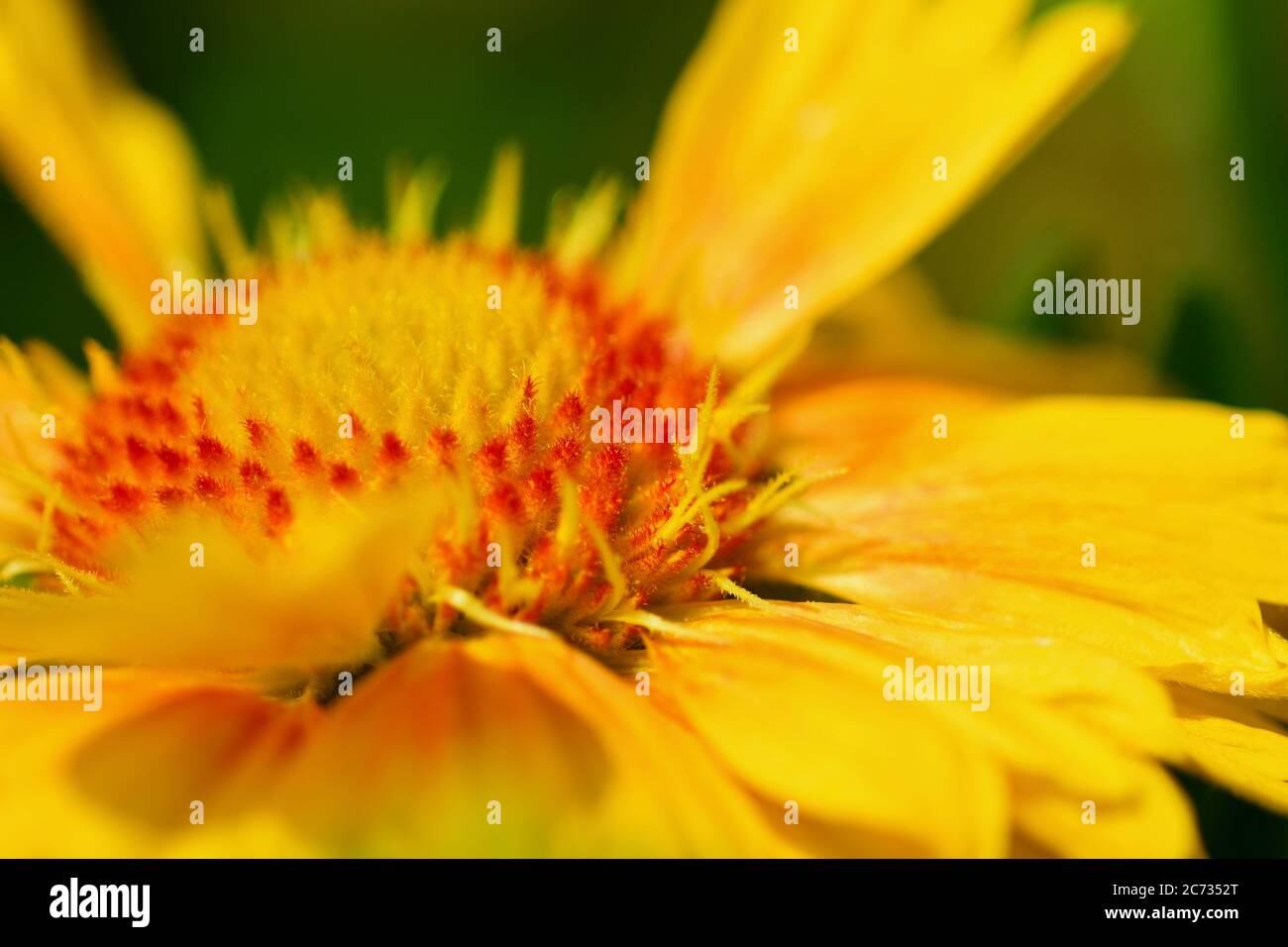 Close-up photo of flowering Gaillardia Arisona Sun (Gaillardia arizonica) with vivid red and yellow flowers. Stock Photo