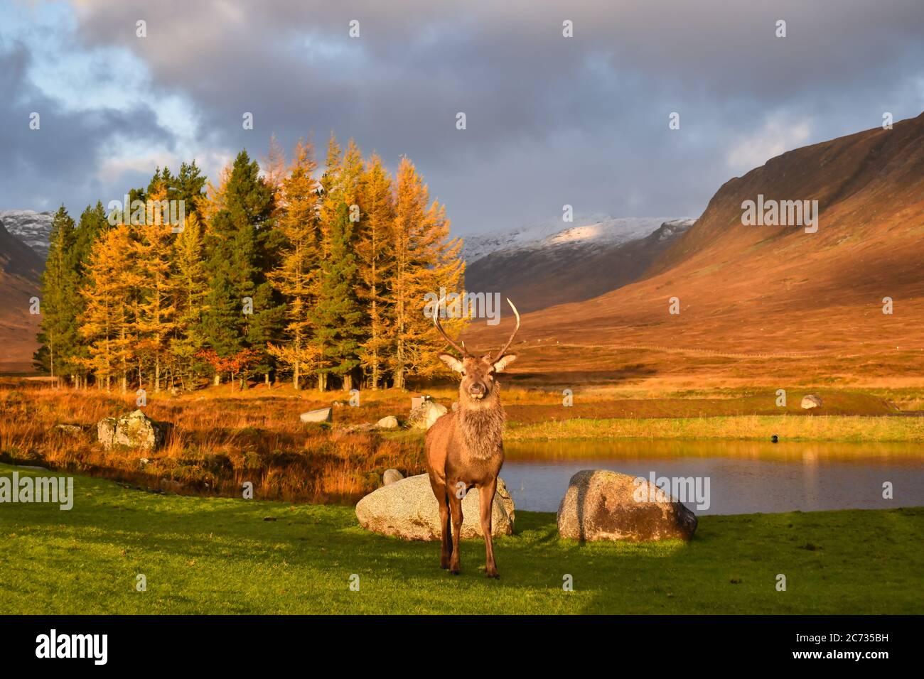 Majestic stag facing forwards in stunning Glencoe landscape. Still water with reflections, tall trees, mountains and dramatic cloudy sky. Stock Photo