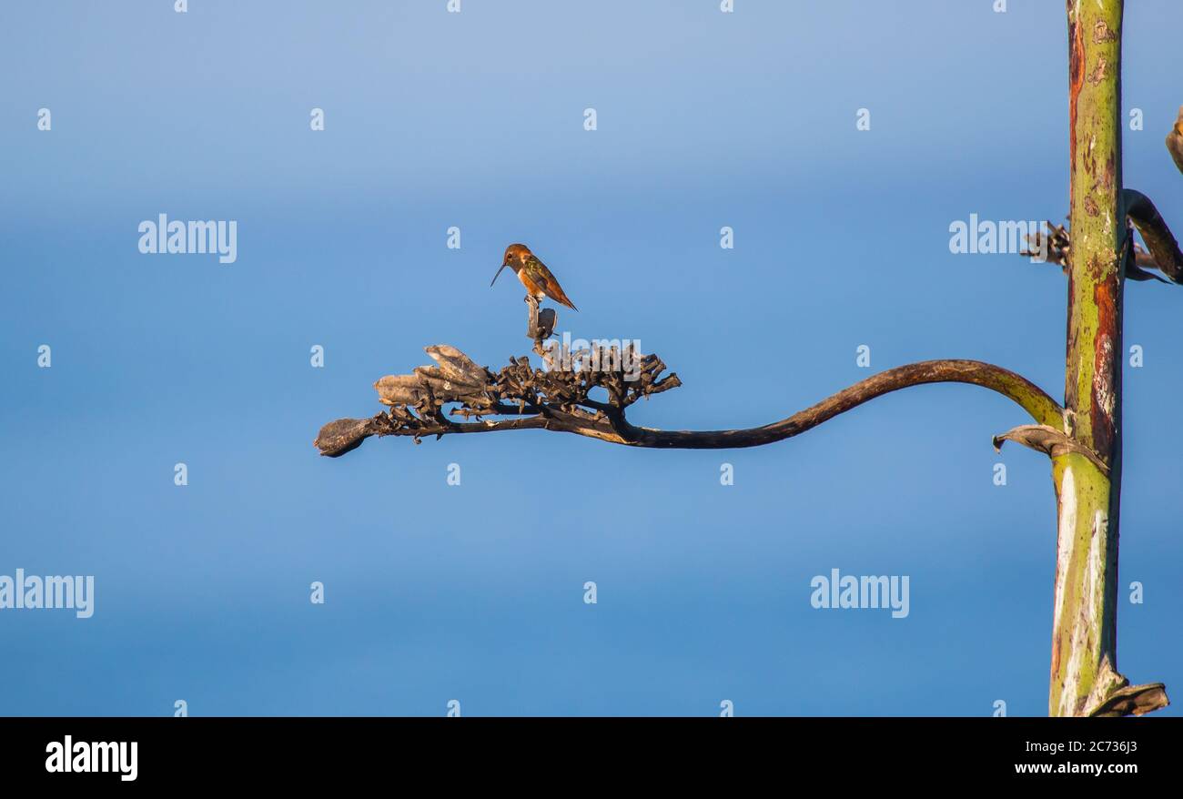 Hummingbird Ocean Rufous Hummingbird (Selasphorus rufus) from a clifftop perched on a ...
