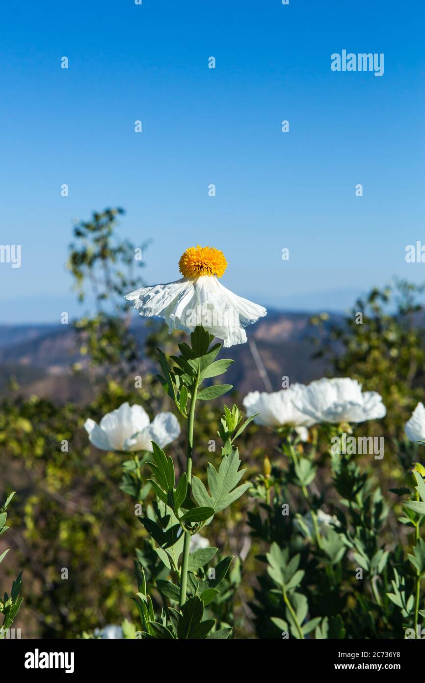 Matilija poppies ( Romneya coulteri ) are native to California and also known as “fried egg plant” or 'bristly Matilija poppy' Stock Photo