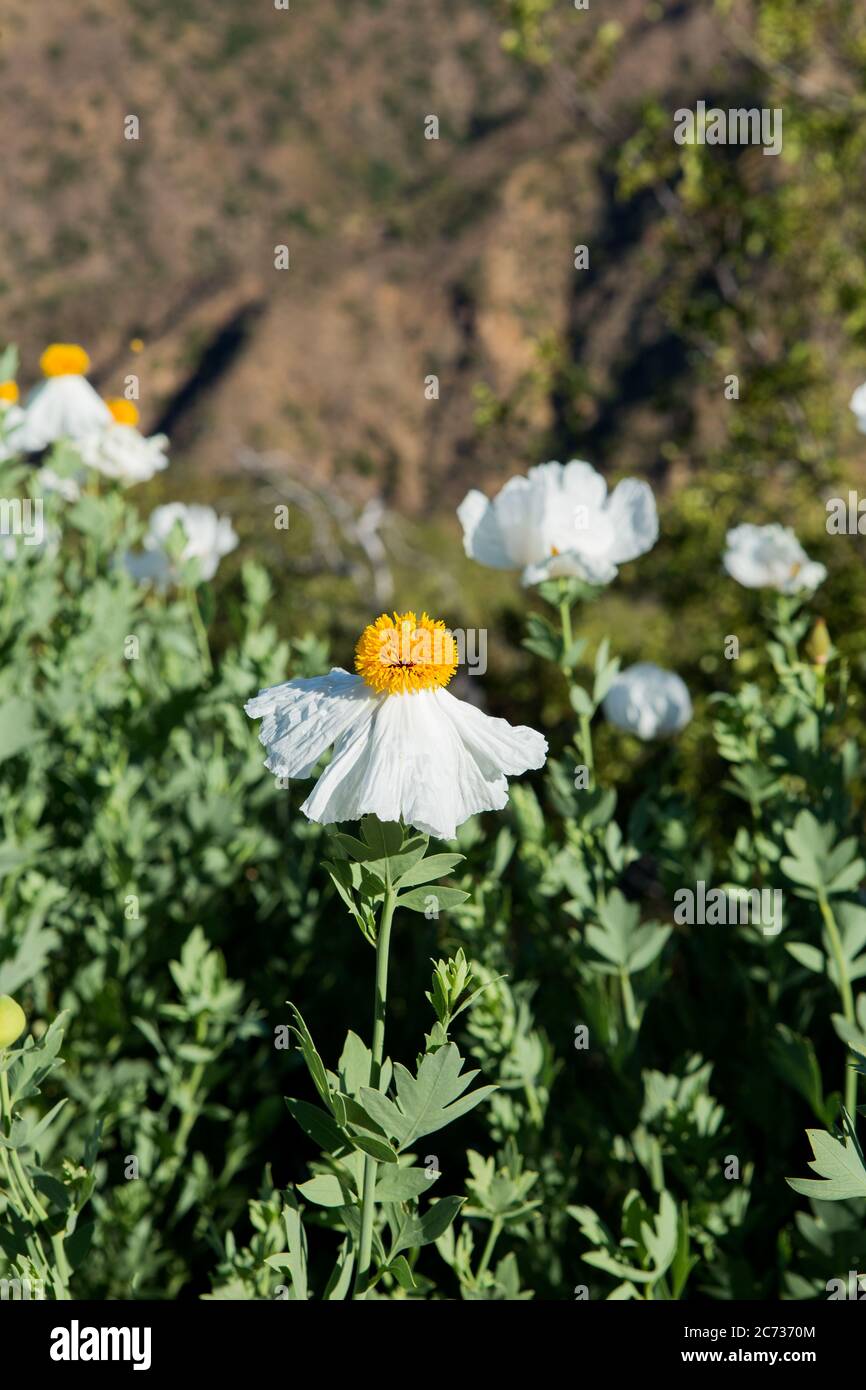 Matilija poppies ( Romneya coulteri ) are native to California and also known as “fried egg plant” or 'bristly Matilija poppy' Stock Photo