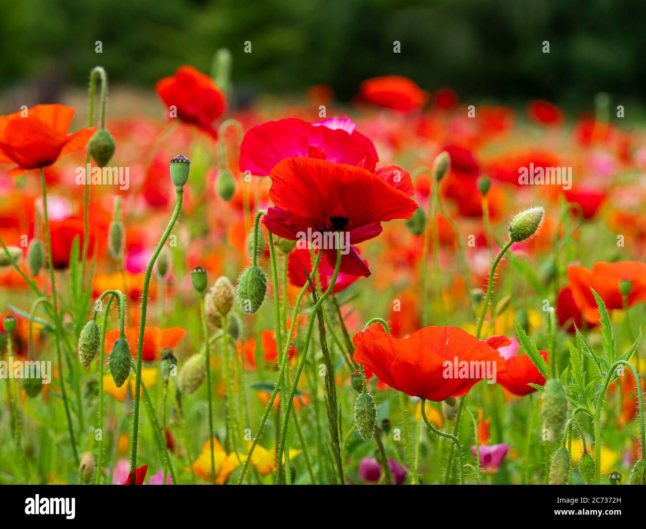 Red and yellow poppy flowers, buds and seed pods in a summer garden Stock Photo