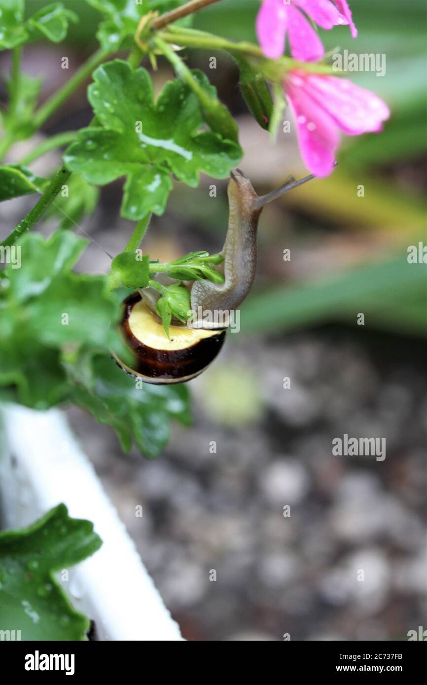Shell snail on a leaf of a geranium looking up to the blossom Stock ...